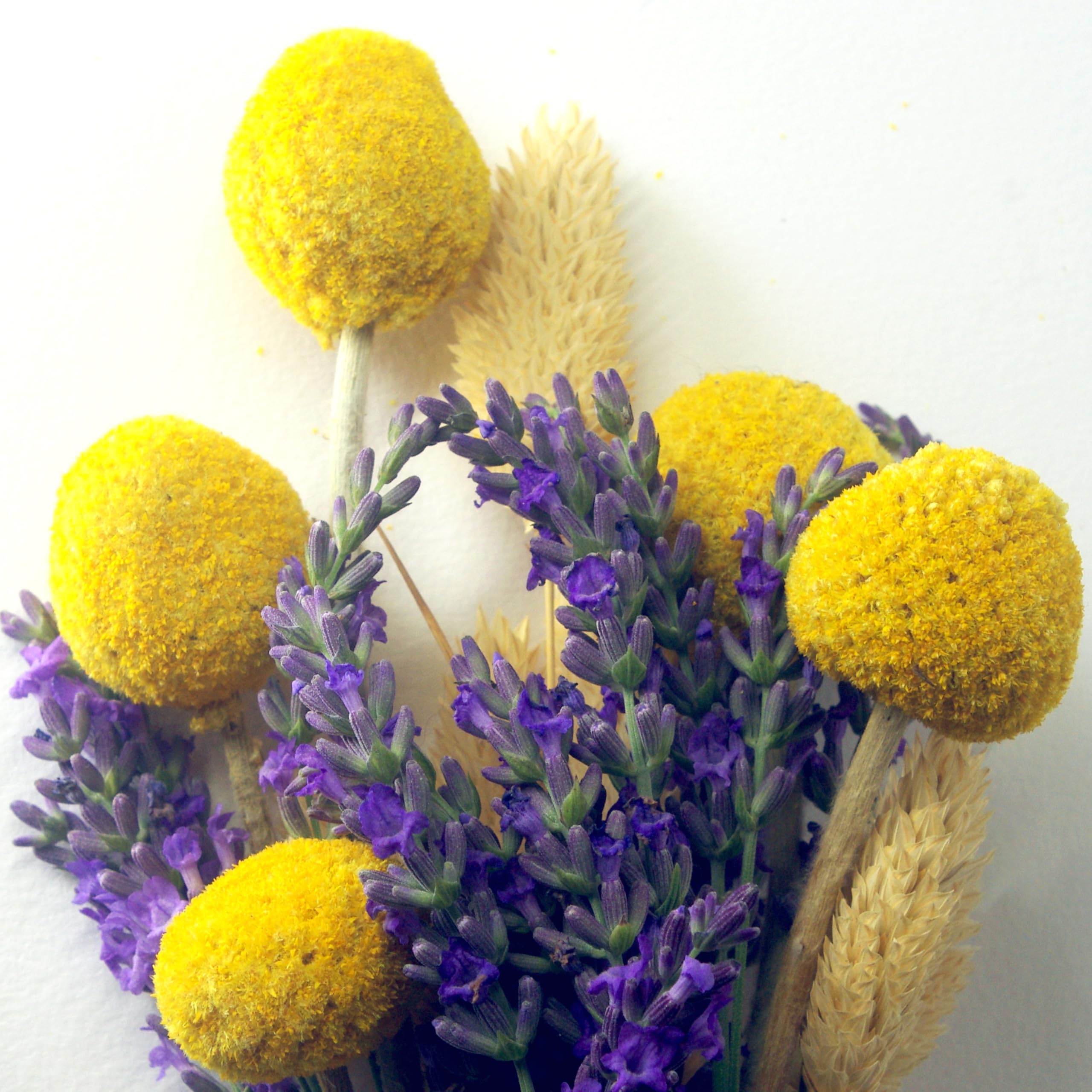 3 Bouquet Di Fiori Secchi Diemme - Lavanda, Craspedia, Phalaris, Per Decorazione