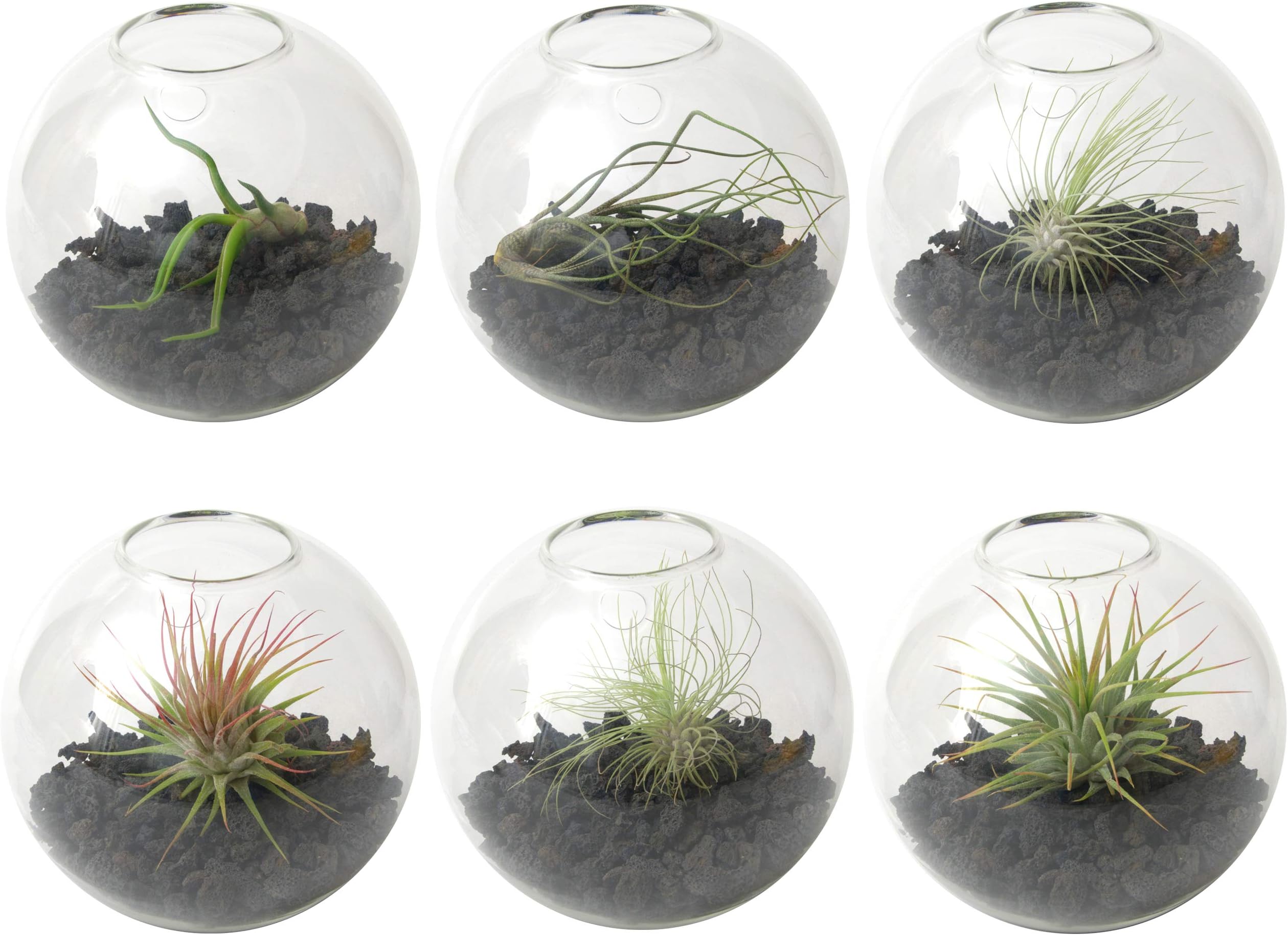 Wall Planter (6-Pack) - Terrarium Kit for Hanging Plants & Succulents - use as Vertical Garden for Aesthetic Room Decor & Outdoor Wall Decor