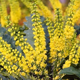 Mahonia Media 'Charity' Oregon Grape | Flowering Evergreen Shrub | 20-30cm (incl. Pot)