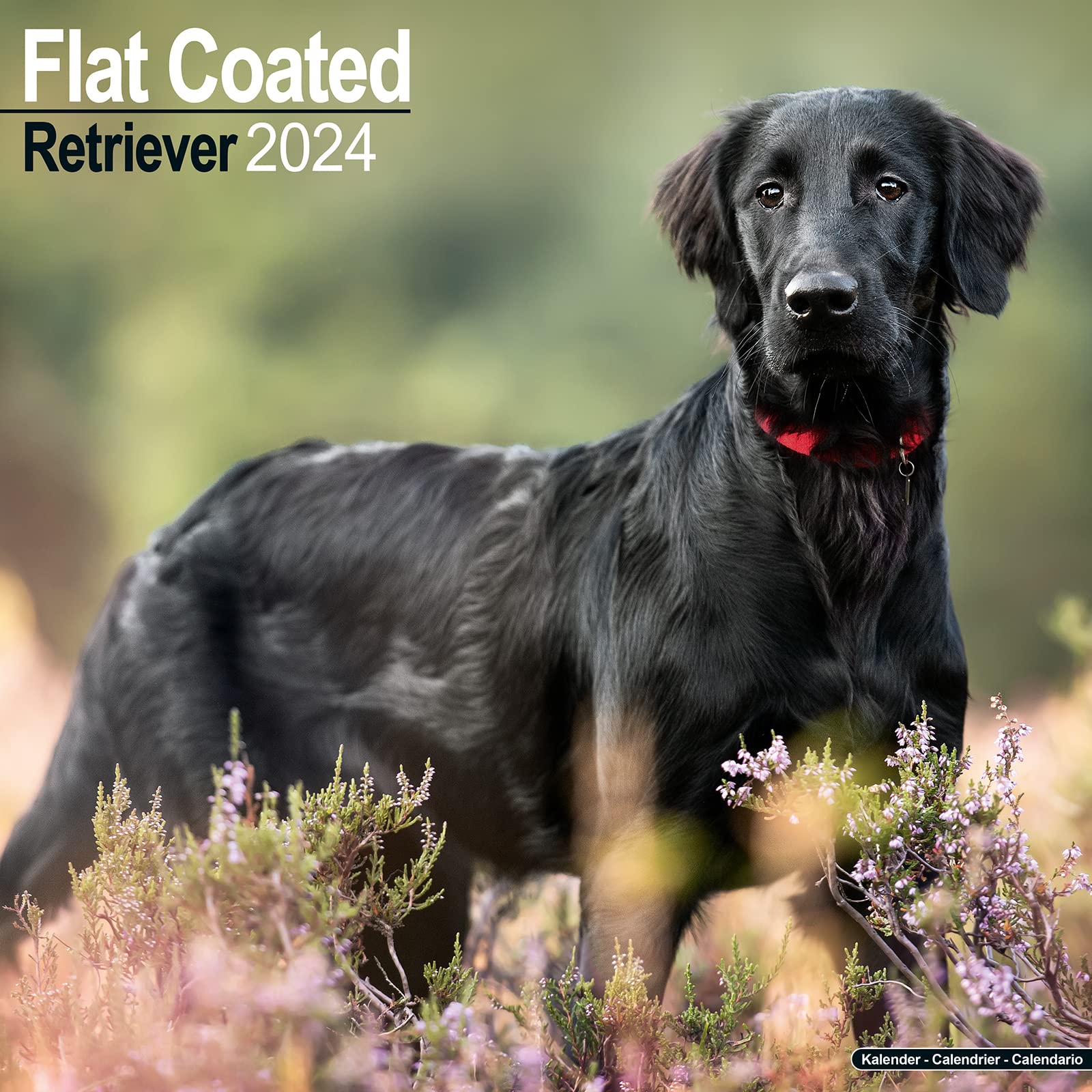 Flat Coated Retriever Calendar Dog Breed Calendars 2023 2024 wall