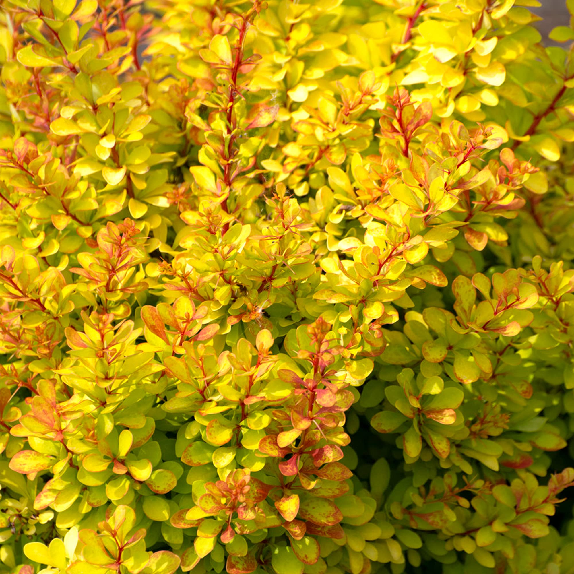Berberis Diabolicum - Japanese Barberry | Deciduous Bushy Potted Garden Shrub (15-30cm Incl. Pot)