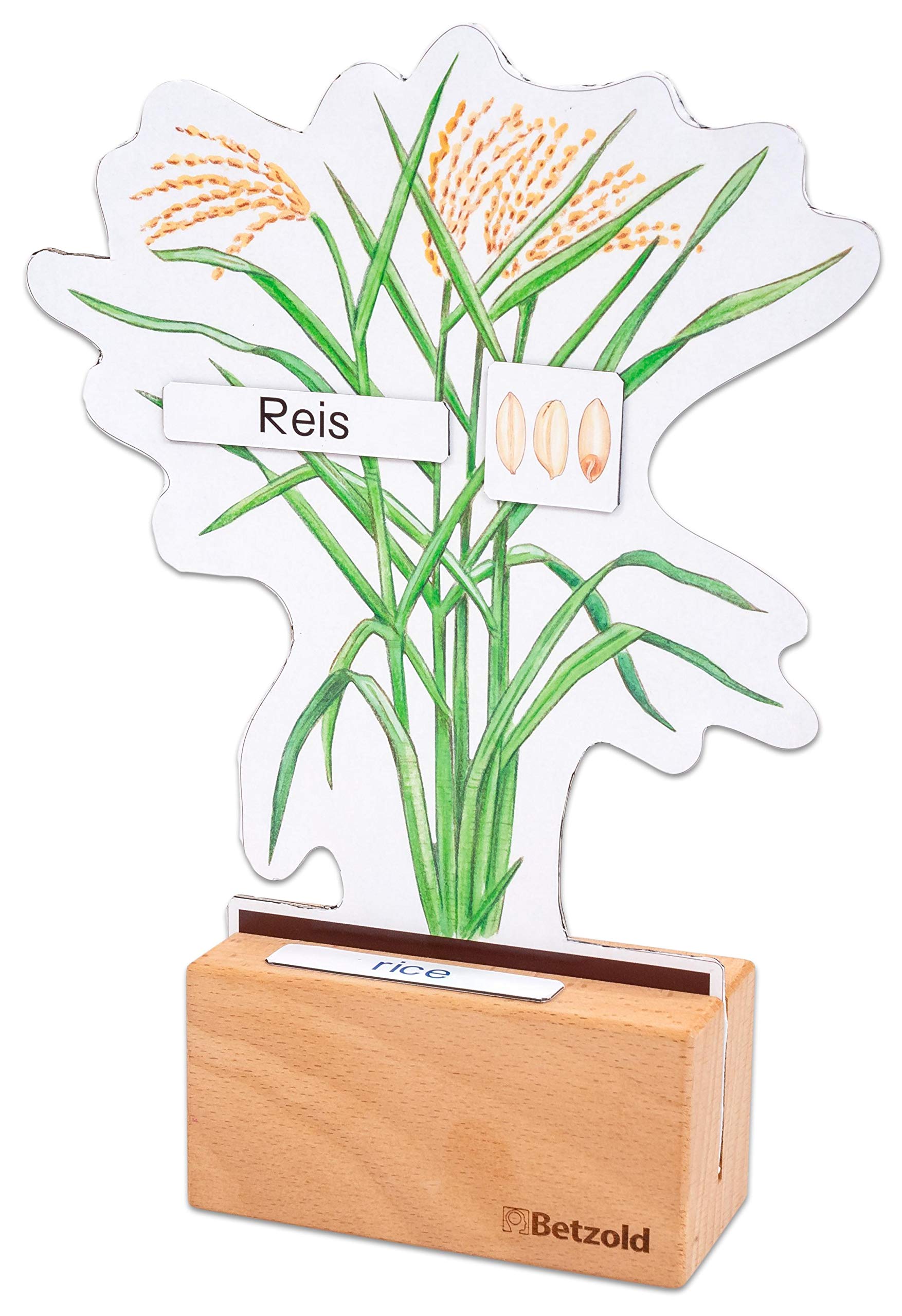Betzold - Sparset "Getreide bestimmen" - Botanik Biologie Lehrmittel Grundschule