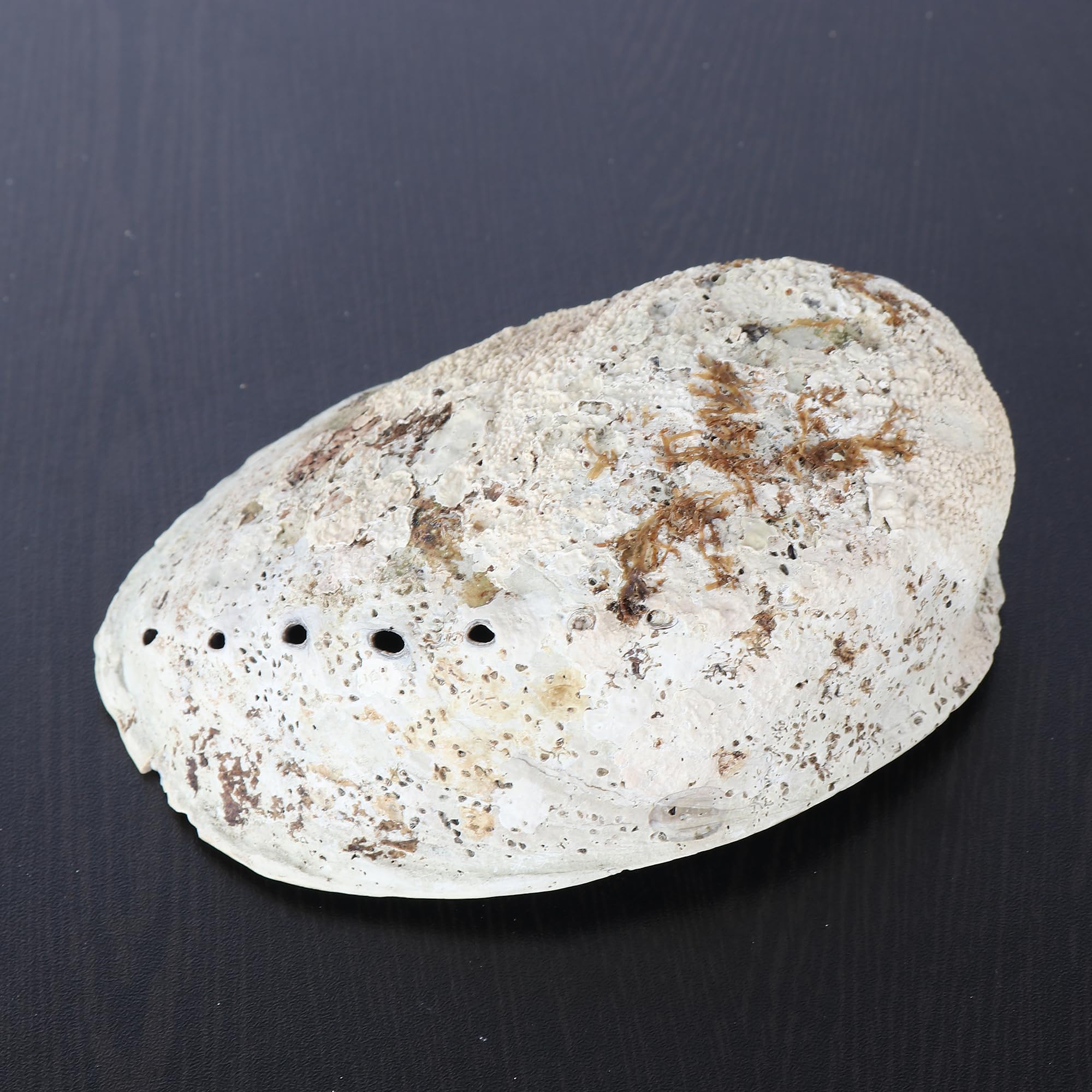 GEMHUB Natural Rainbow Abalone Seashell 400 Ct. Approx Beach Decor Craft Reef Tropical Smudging Sage Shell Mermaids Obsession Collections