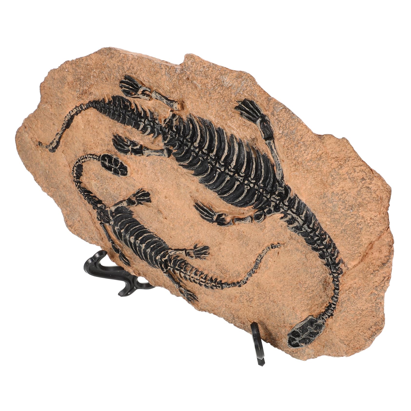 1set Modelli Decorativi Di Fossili Di Dinosauro Per Educazione Geologica e Paleontologica Ornamenti Per Casa e Giardino Per Compleanni