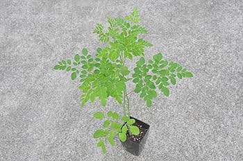 Amazon | モリンガ ワサビノキ 苗 9cmポット 2株 | 花