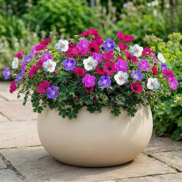 Hardy Geranium Perennials Collection - 10 Roots / Bulbs - Mix of 5 Varieties for Garden - 2 of Each Colour - Plants from Holland (no Seeds) - White/Red/Pink/Purple Hybrids