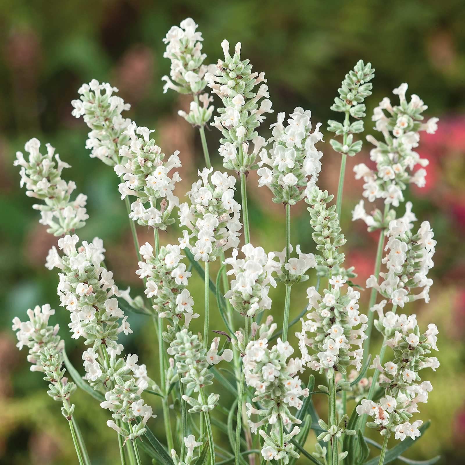 Eden Brothers Lavender Seeds - Ellagance Snow, Non-GMO Seeds for Planting, Packet | Low-Maintenance Herb Seeds, Plant During Spring, Zones 5, 6, 7, 8