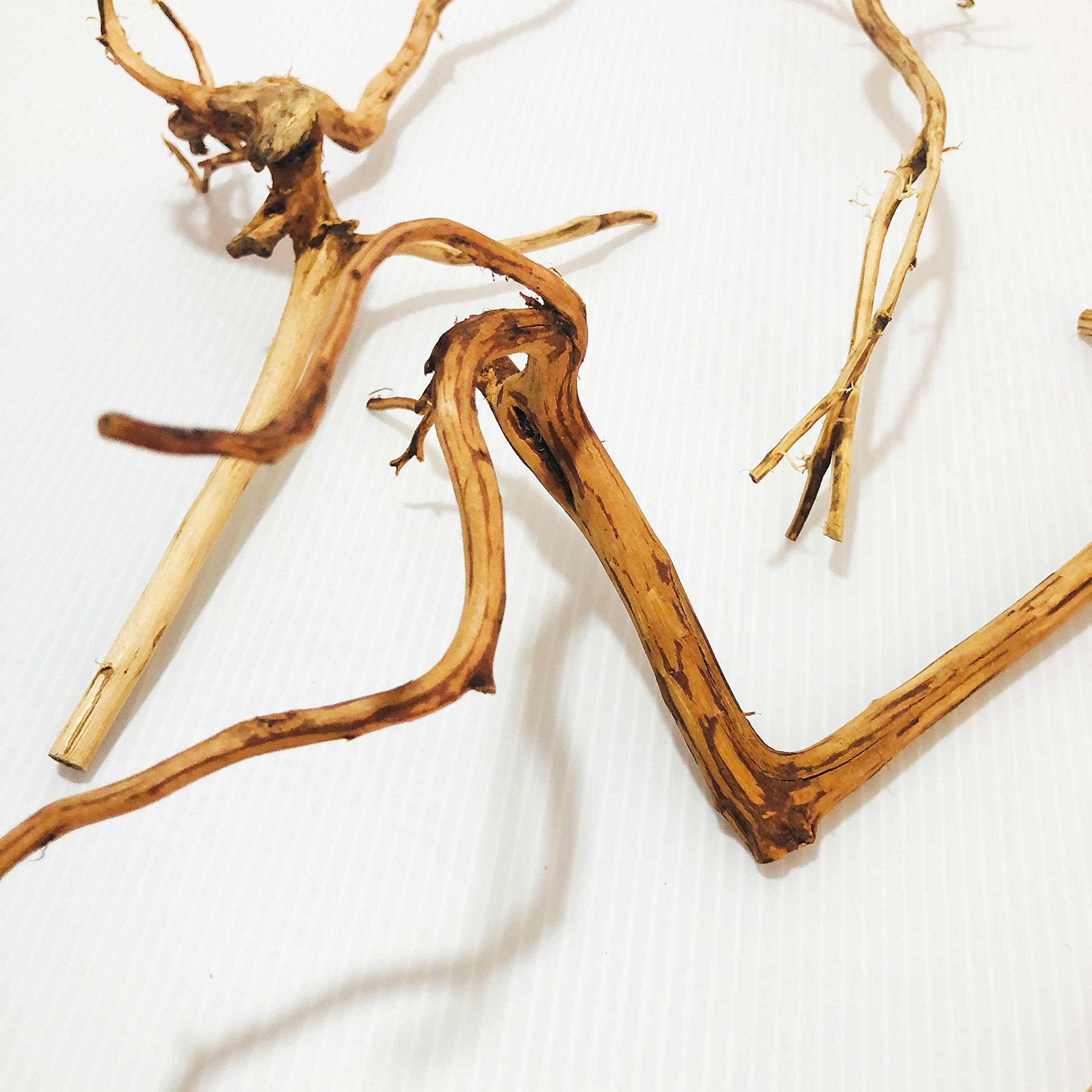 Amazon | Goldlife 流木 小 Sサイズ 5本セット スマトラウッド