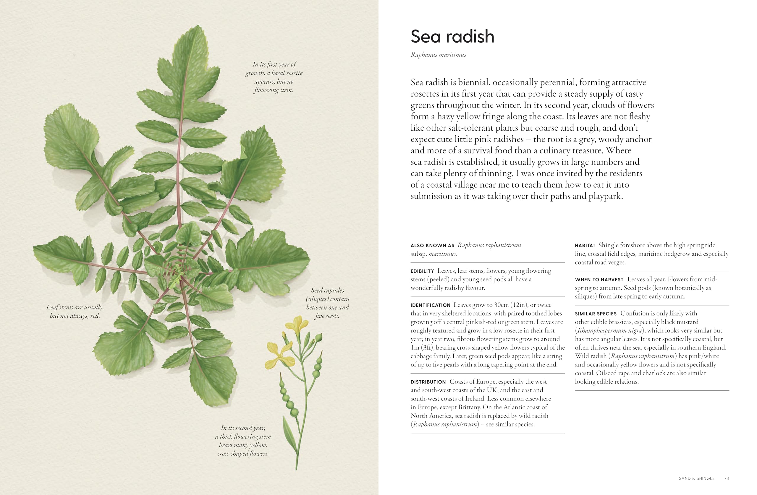 The Coastal Forager: Wild maritime food to preserve, cook, eat