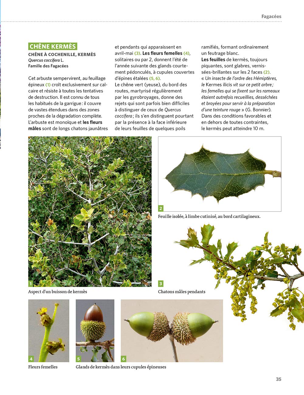 Dictionnaire visuel des plantes de la garrigue et