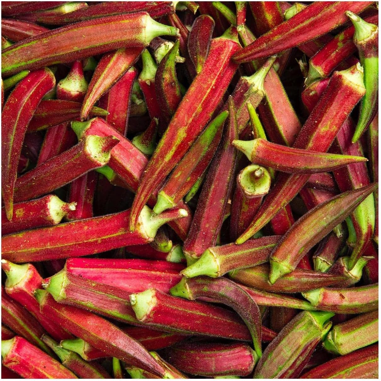 Everwilde Farms - 1 Lb Organic Red Burgundy Okra Seeds - Gold Vault Packet