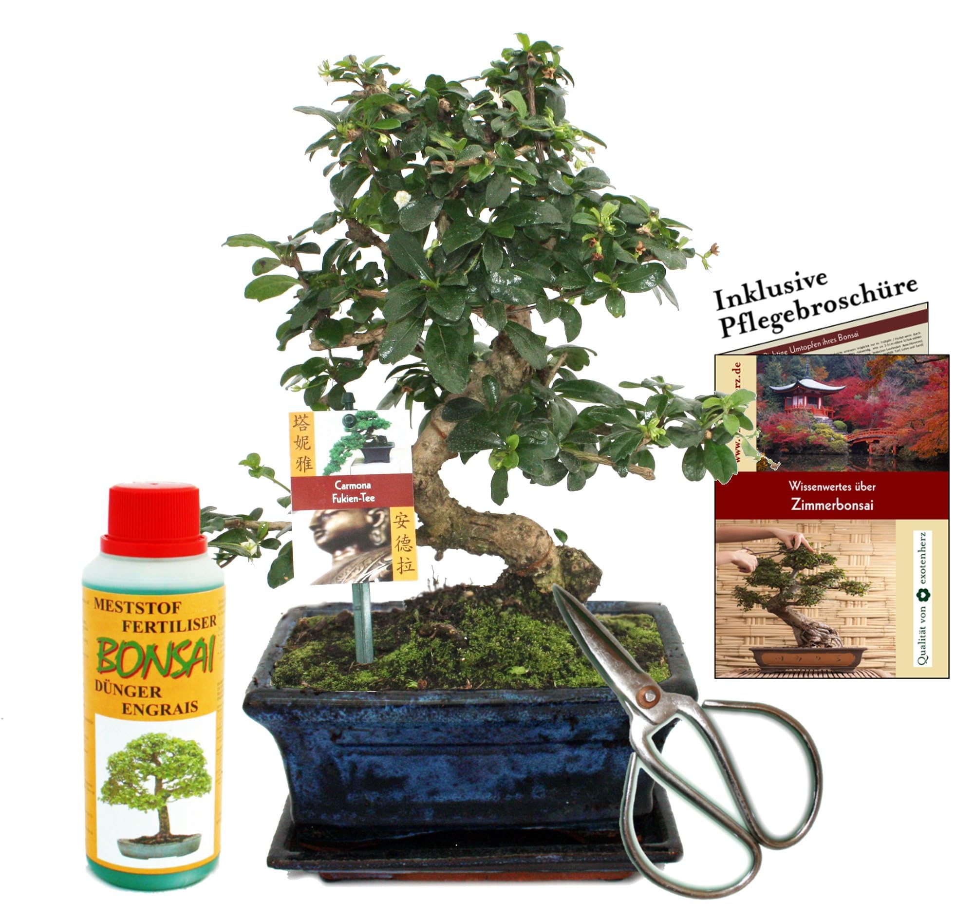 Geschenkset Bonsai "Carmona" Fukientee ca. 8 Jahre alt Anfänger-Set