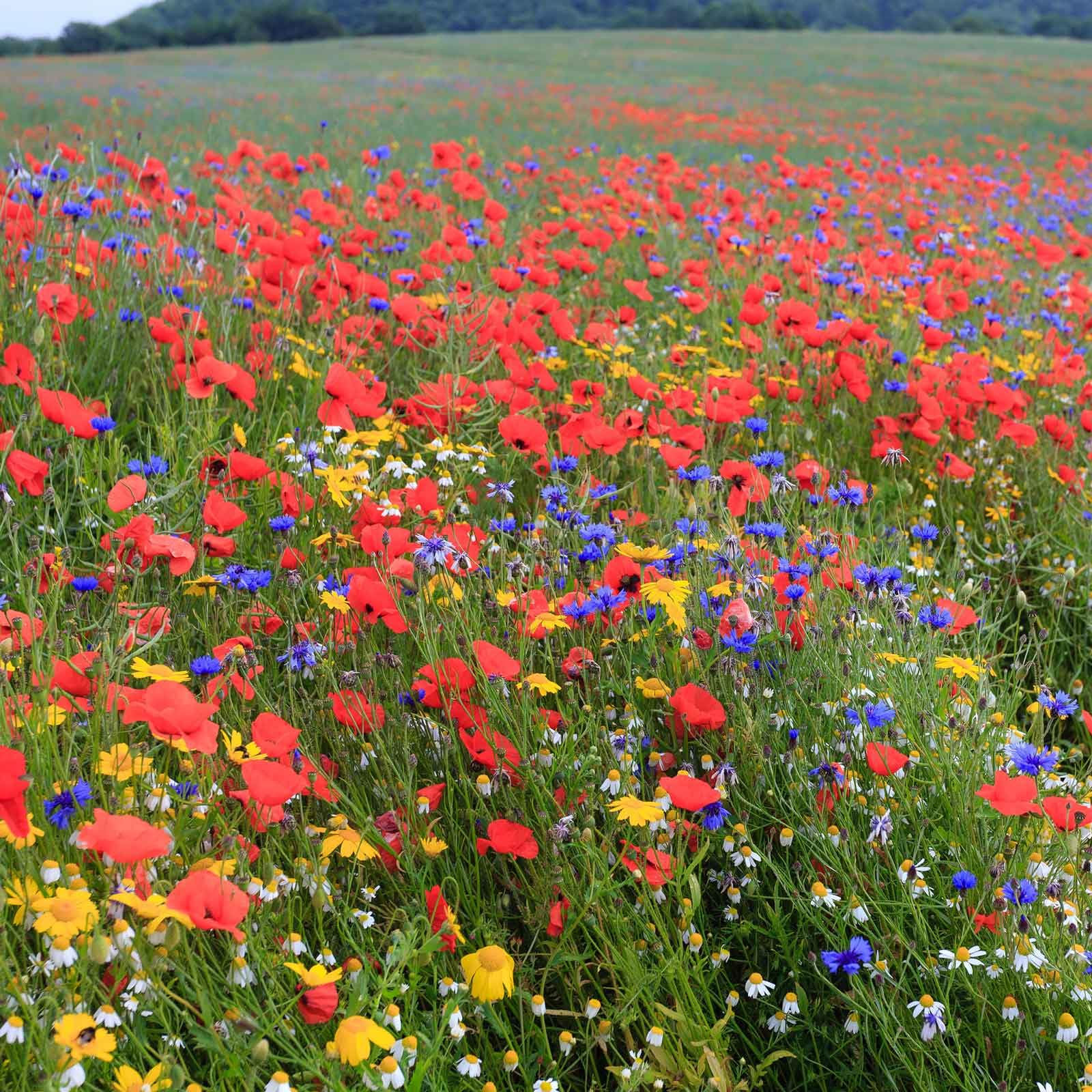 Eden Brothers Back to Basics Flower Mixed Seeds for Planting, 1 lb, 480,000+ Seeds with Cornflower Tall Blue, Corn Daisy | Attracts Pollinators, Plant