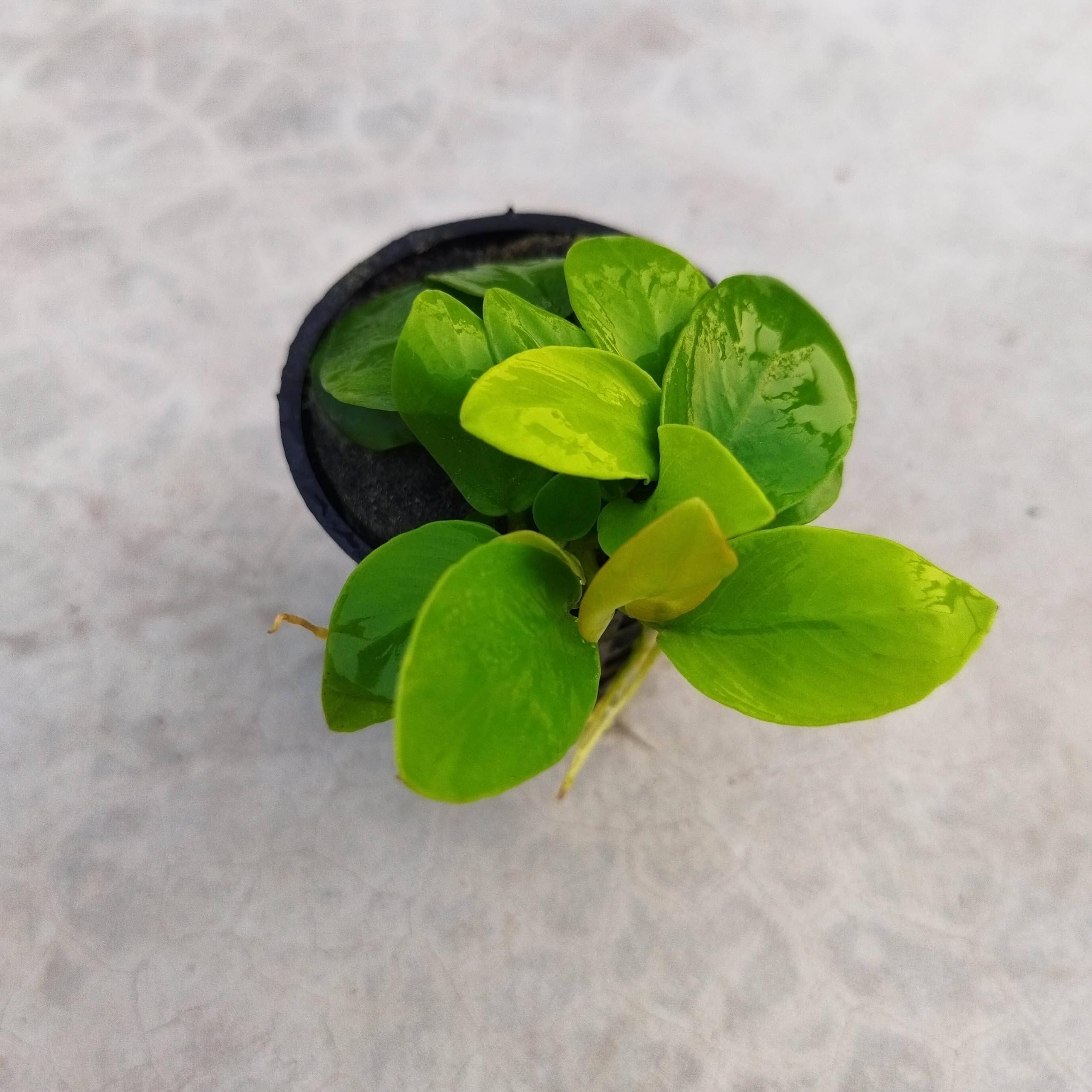 Anubias Nana Gold Aquarium Plant (Emersed Small Pot) (B0CQWPLXLK) Amazon Price History, Amazon Price Tracker