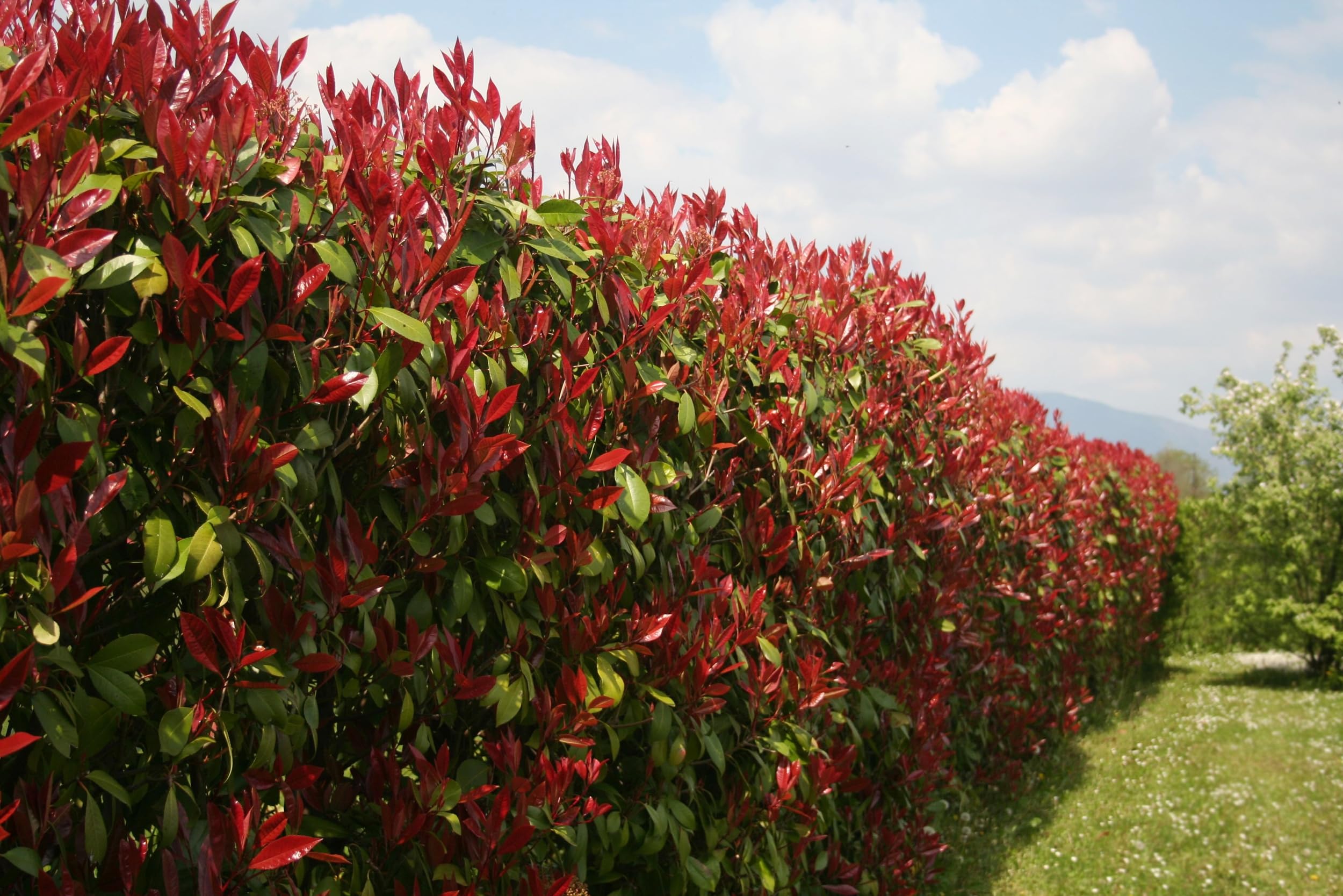 F&G Supplies Photinia Red Robin Hedging Plants Evergreen Bare Root Trees (5, 2-3ft Tall)