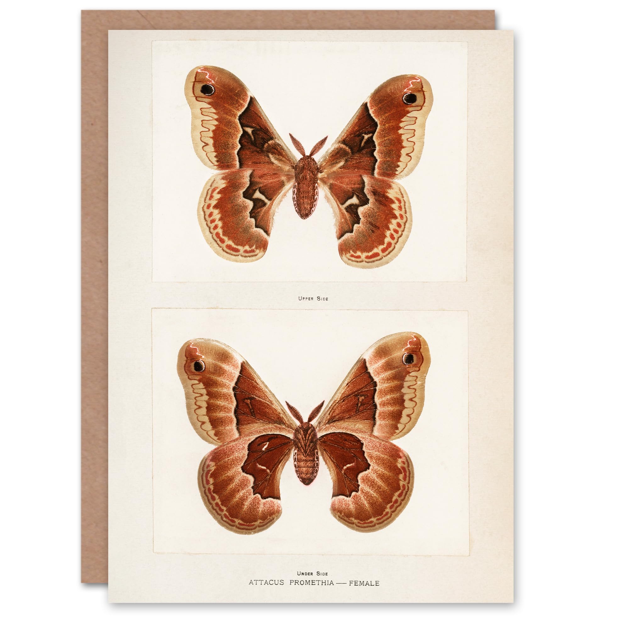 Artery8 Sherman Denton Art Card Promethea Silk Moth Female