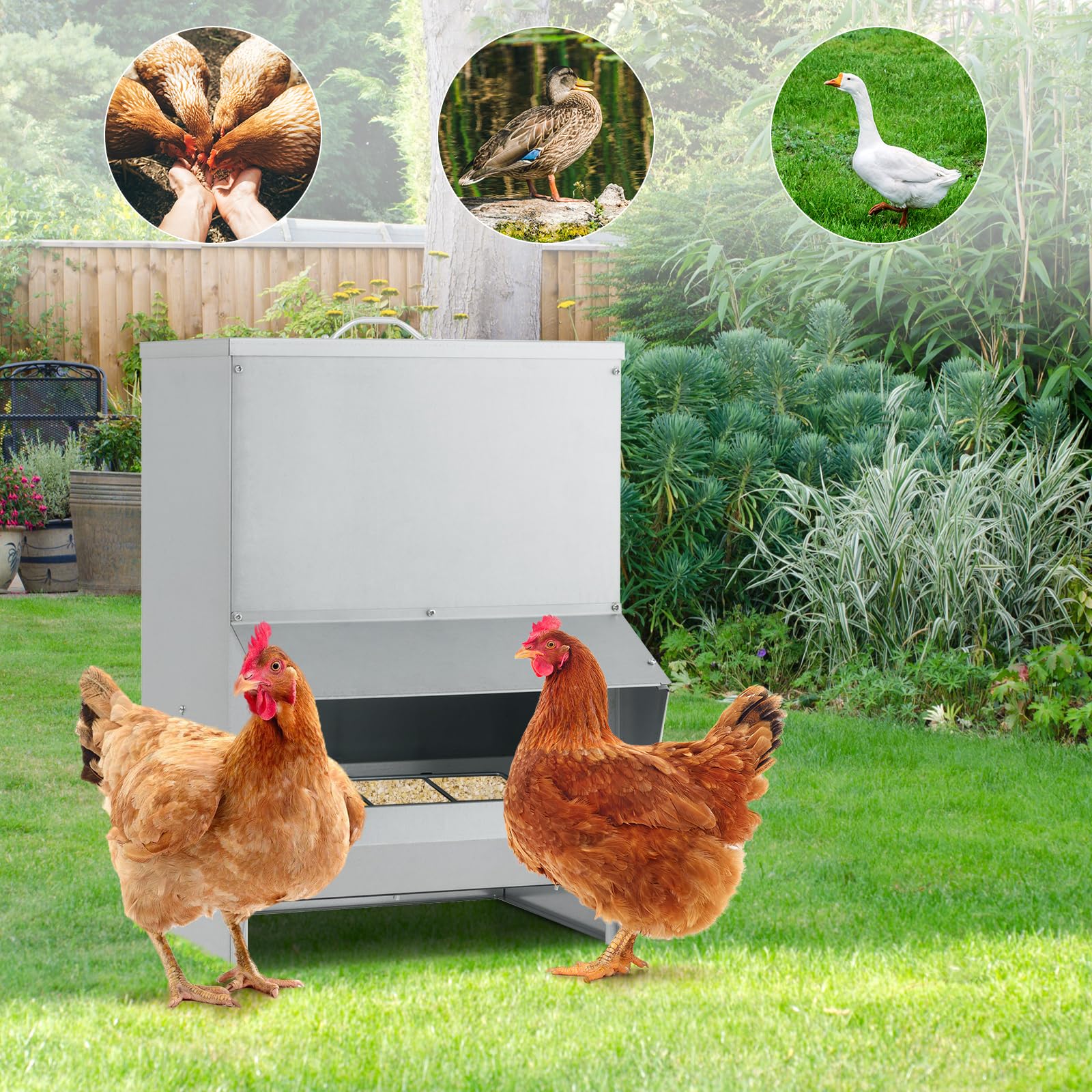 GYMAX Comedero para Pollos Galvanizado, Alimentador de Aves de Corral con Capacidad de 22 KG, Tapa, Marquesina, Dispensador de Alimentos, Comedero Semicerrado Montado en Pared para Pollos, Patos
