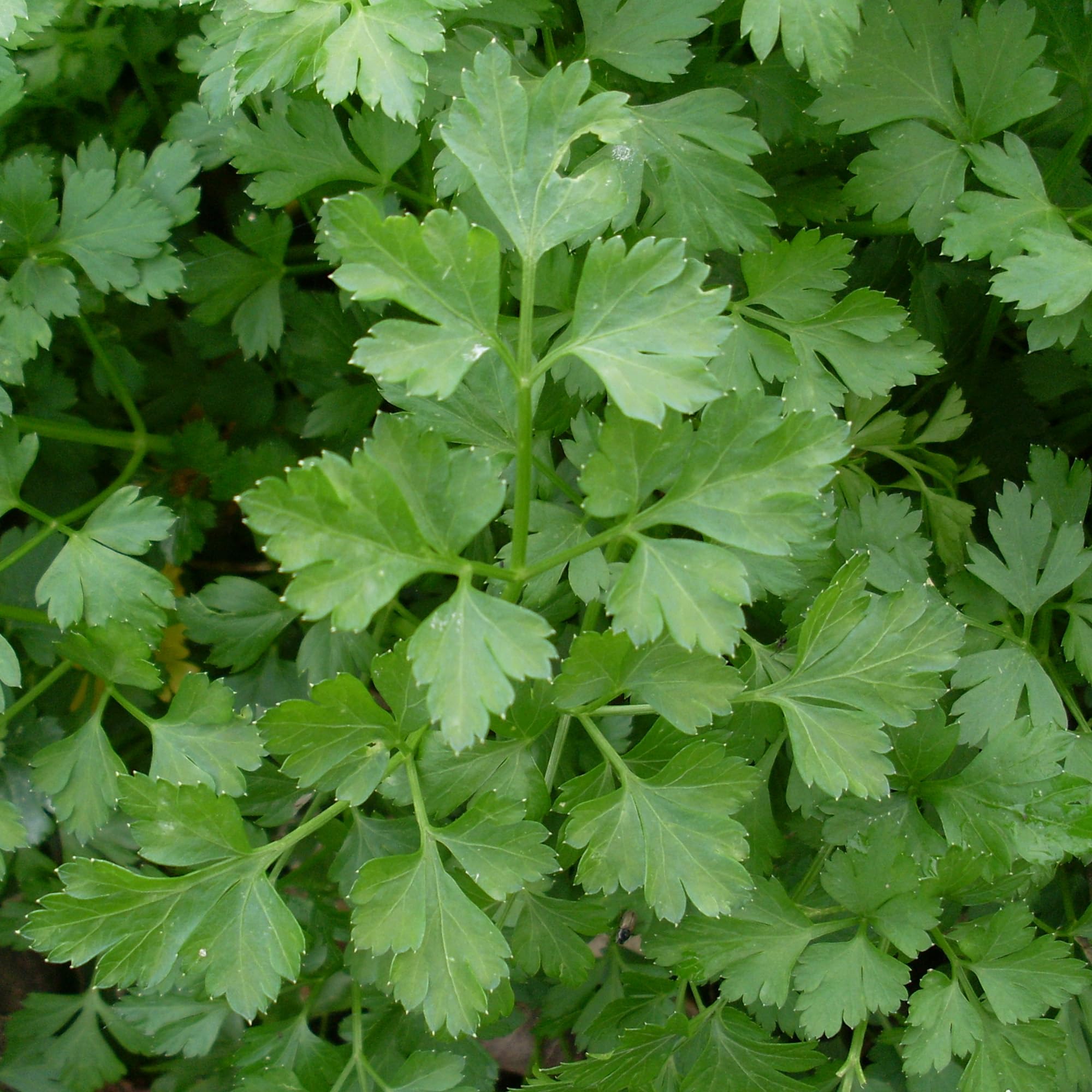 GardenersDream Flat Parsley Plant - Fresh Culinary Kitchen Herb - Outdoor Garden Ready Flat Leaf Parsley Plant - Grow Your Own Culinary Herbs for Gardens, Patios & Containers (15-20cm, incl. 14cm Pot)