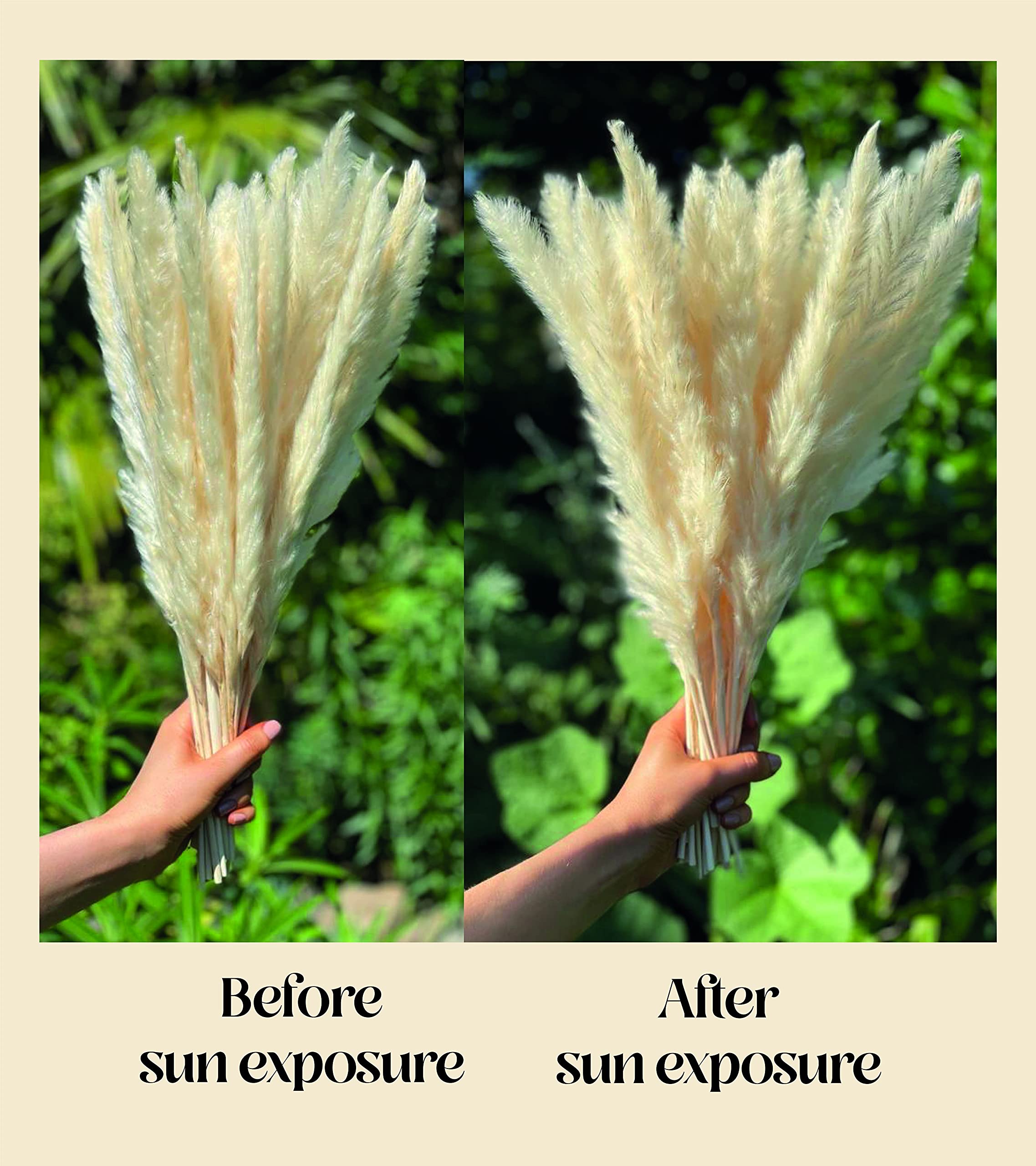 Antheia Interior Pampas Grass Decor 45pcs Golden White Pampas Grass