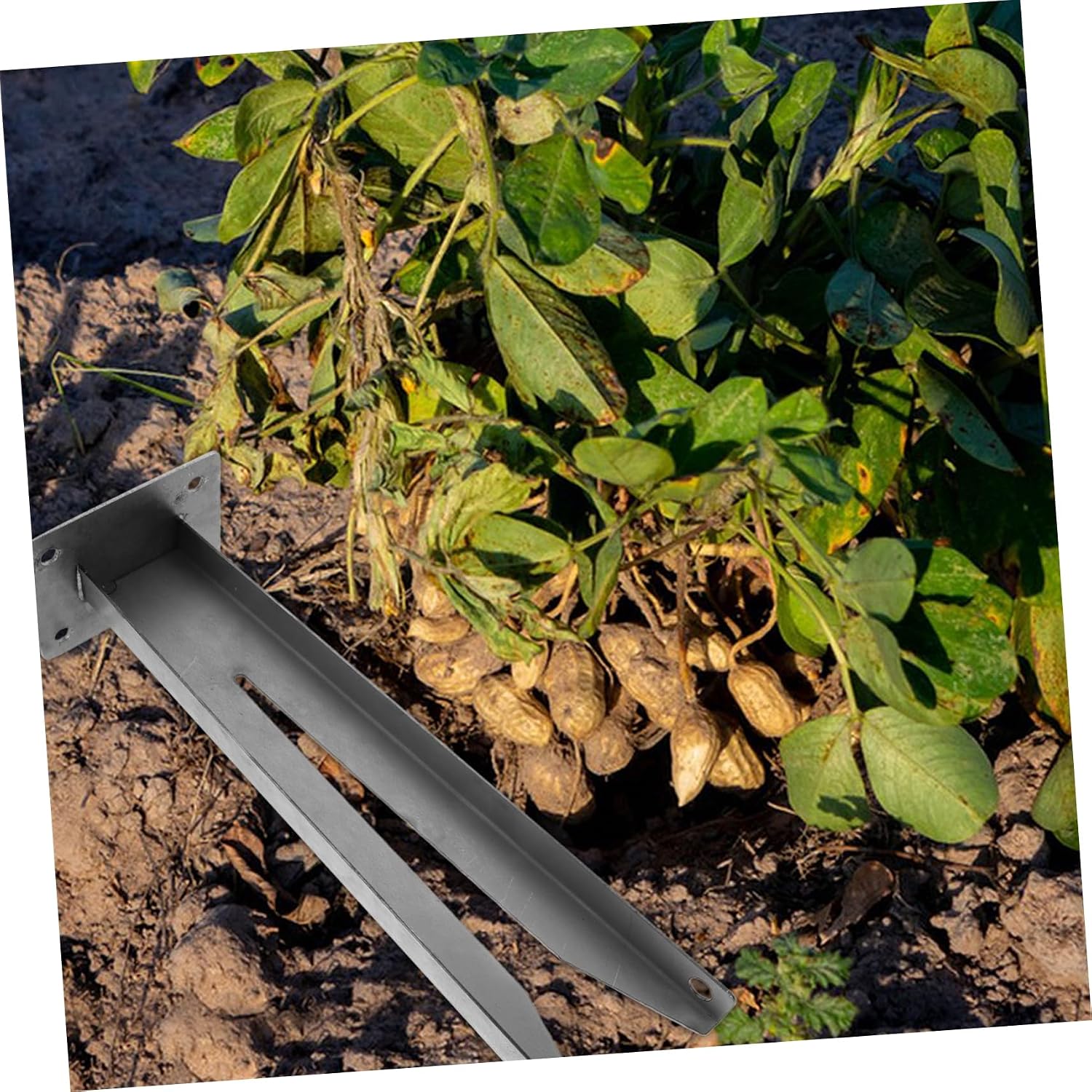 ORFOFE Peanut Picker Tool Metal Manual Peanut Harvesting Device for and Root Separation for Farmers