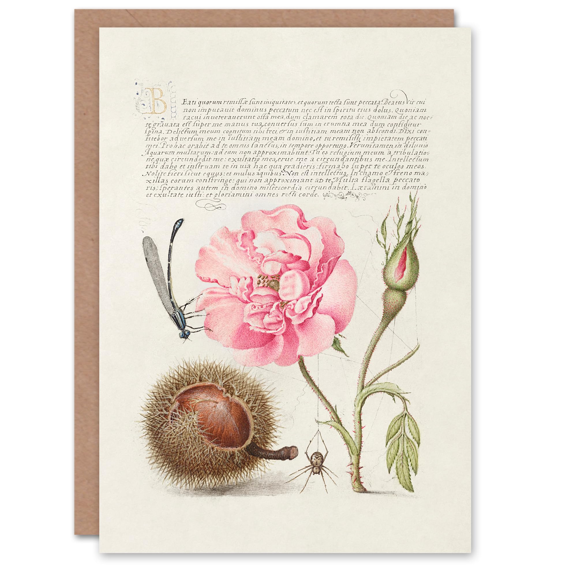 Artery8 Model Book of Calligraphy Art Card Damselfly Rose Chestnut Spider