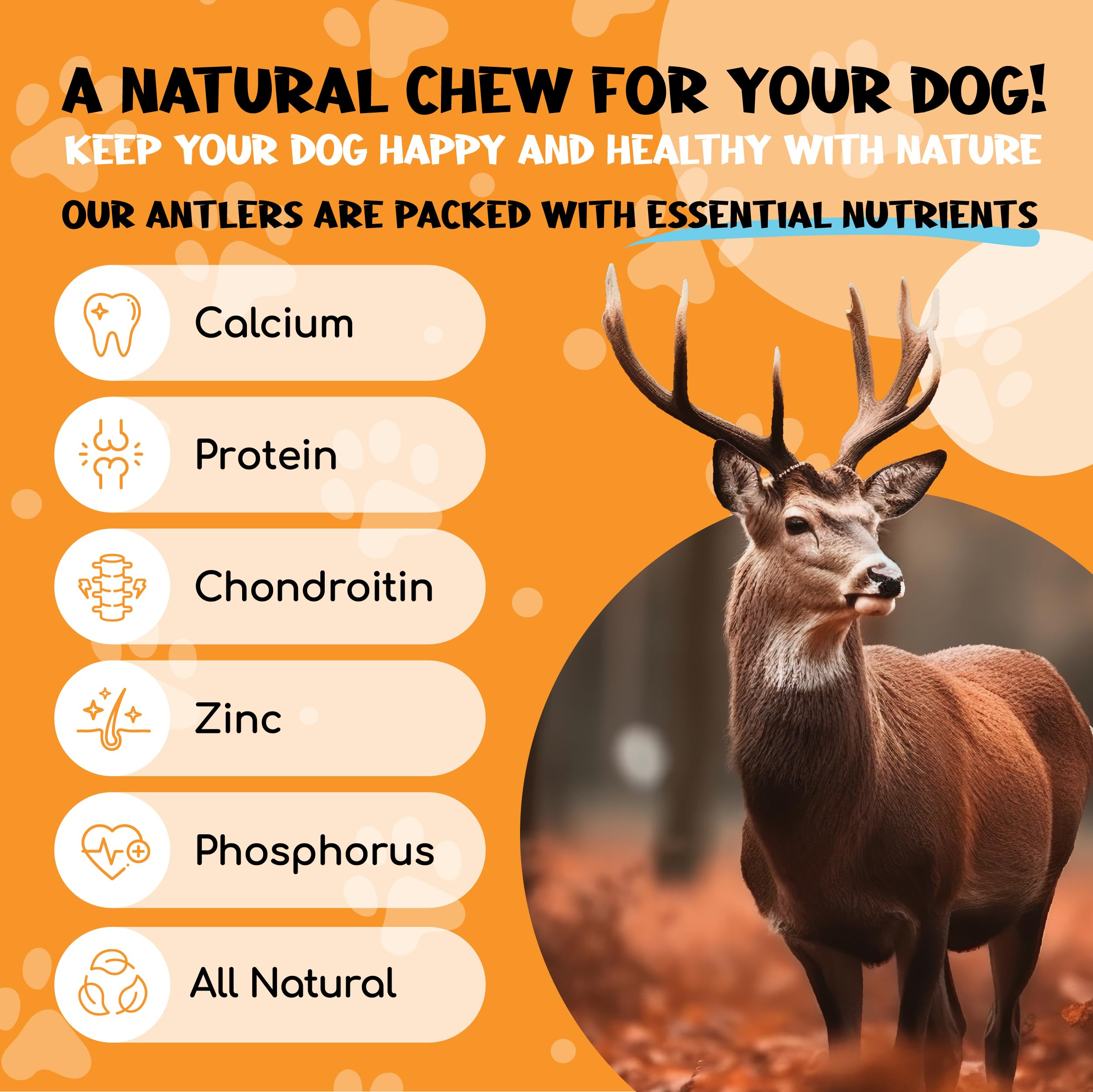 XOOMI Red Deer, Whole Antler Chew for Small Dogs (100-120g), Natural, Long-Lasting Chew for Healthy Teeth & Strong Chewers - Image 2