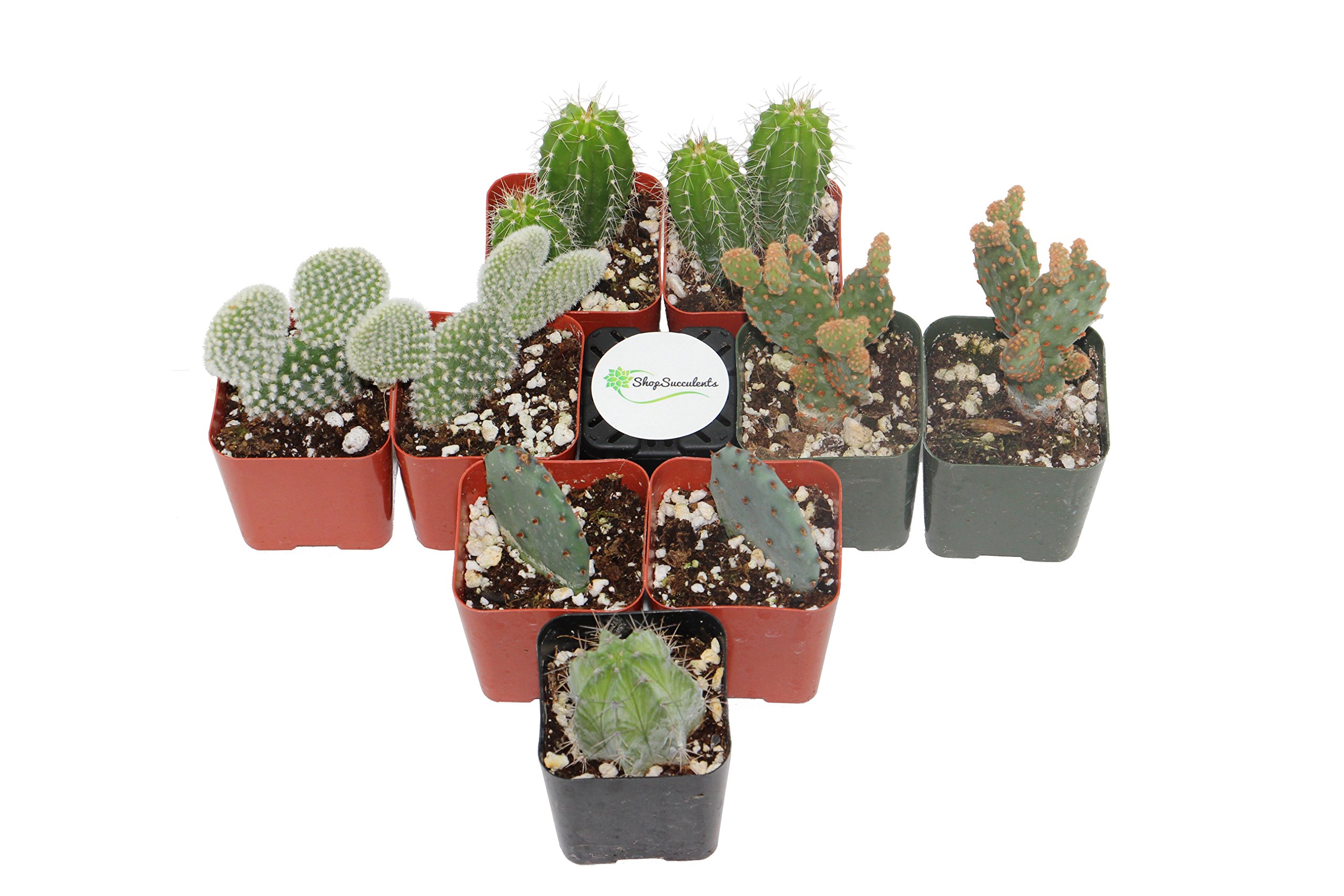Amazon.com : Shop Succulents | Cool Cactus Collection of Live Succulent  Plants, Hand Selected Variety Pack of Cacti | Collection of 9 in 2" pots :  Patio, Lawn & Garden