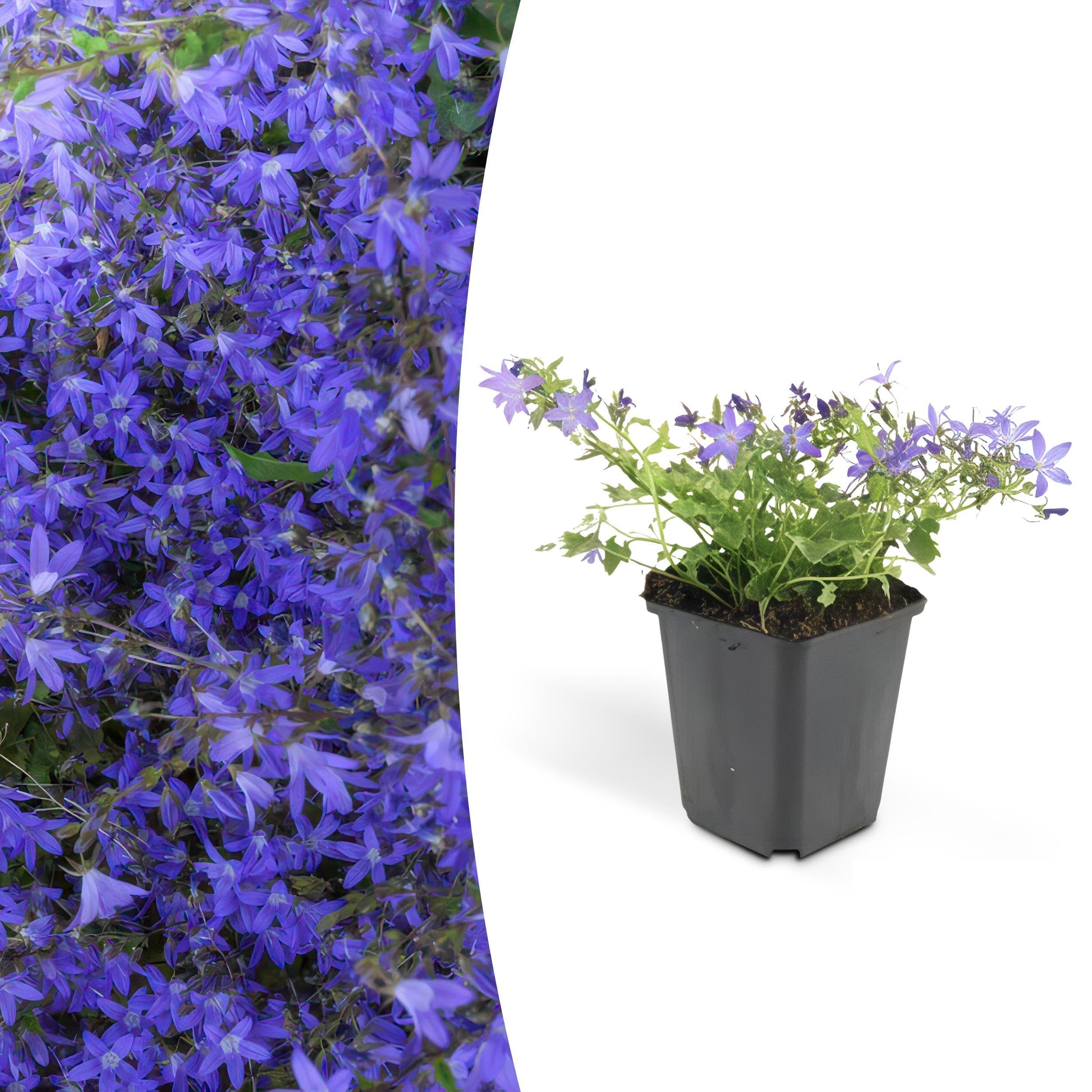 Campanula poscharskyana 'Stella' | 12 stuks - 10-25cm - Ø9cm - Planta de jardín