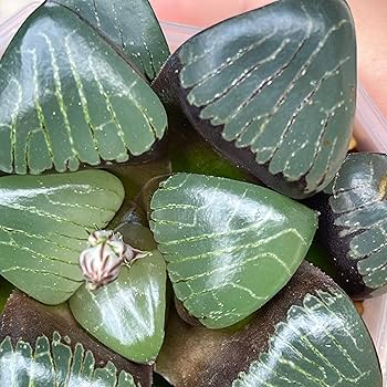 Amazon｜多肉植物 観葉植物 ハオルチア ハオルシア コレクタ 丸