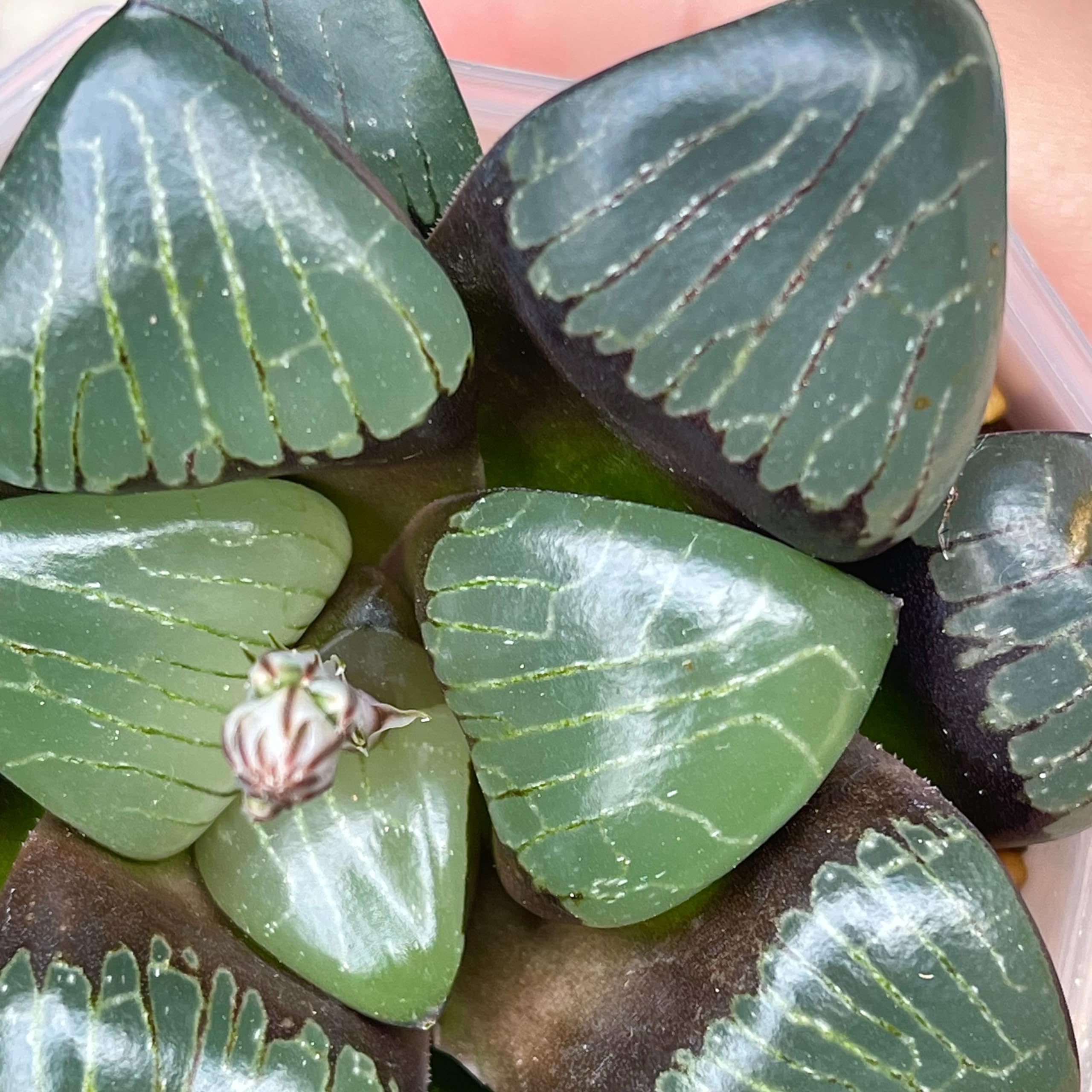 Amazon｜多肉植物 観葉植物 ハオルチア ハオルシア コレクタ 丸葉凸状