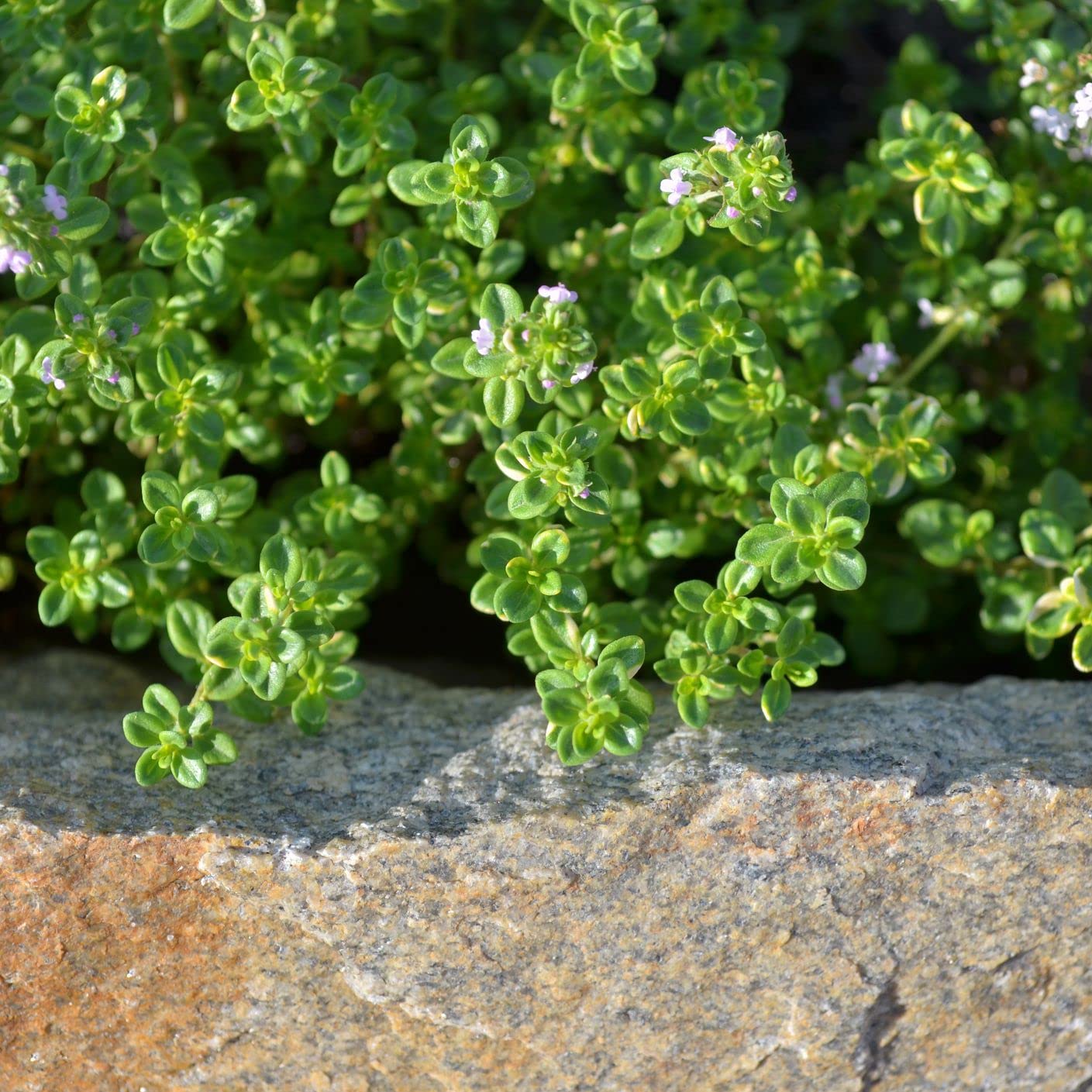 thymeページになります＊ Amazon.com : 400 Lemon Thyme Seeds Flower Herb Seeds