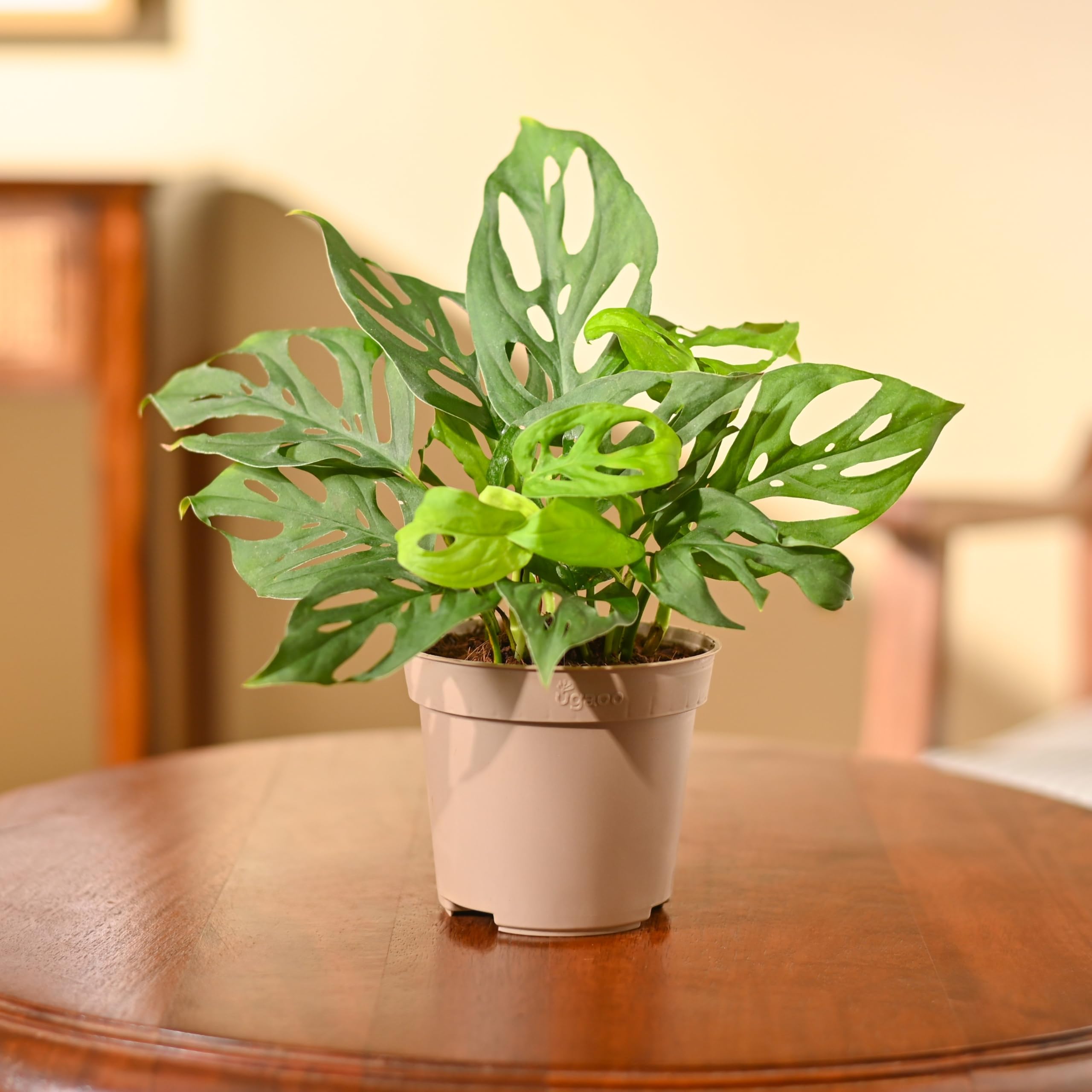 Philodendron Broken Heart Plant - Live & Easy Care -1