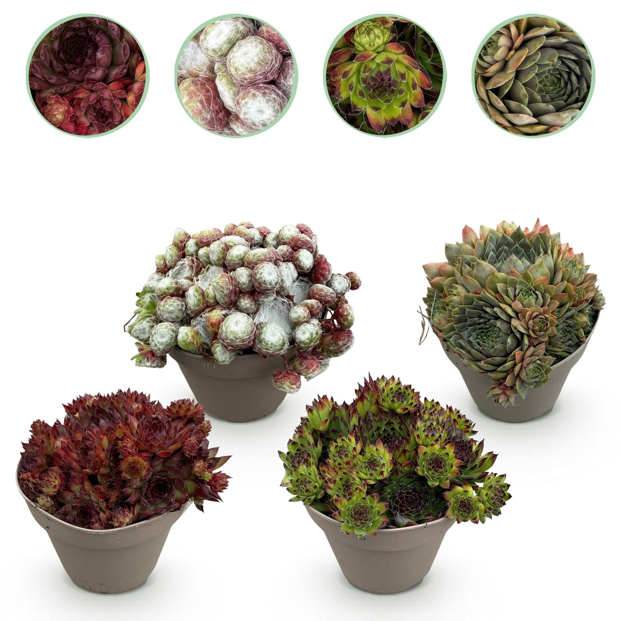 Sempervivum Big Sam – 4 piante – Resistente – Colori assortiti – Facile da pulire – Sempervivum Big Sam – Piante – Ø 14 cm H 17 cm