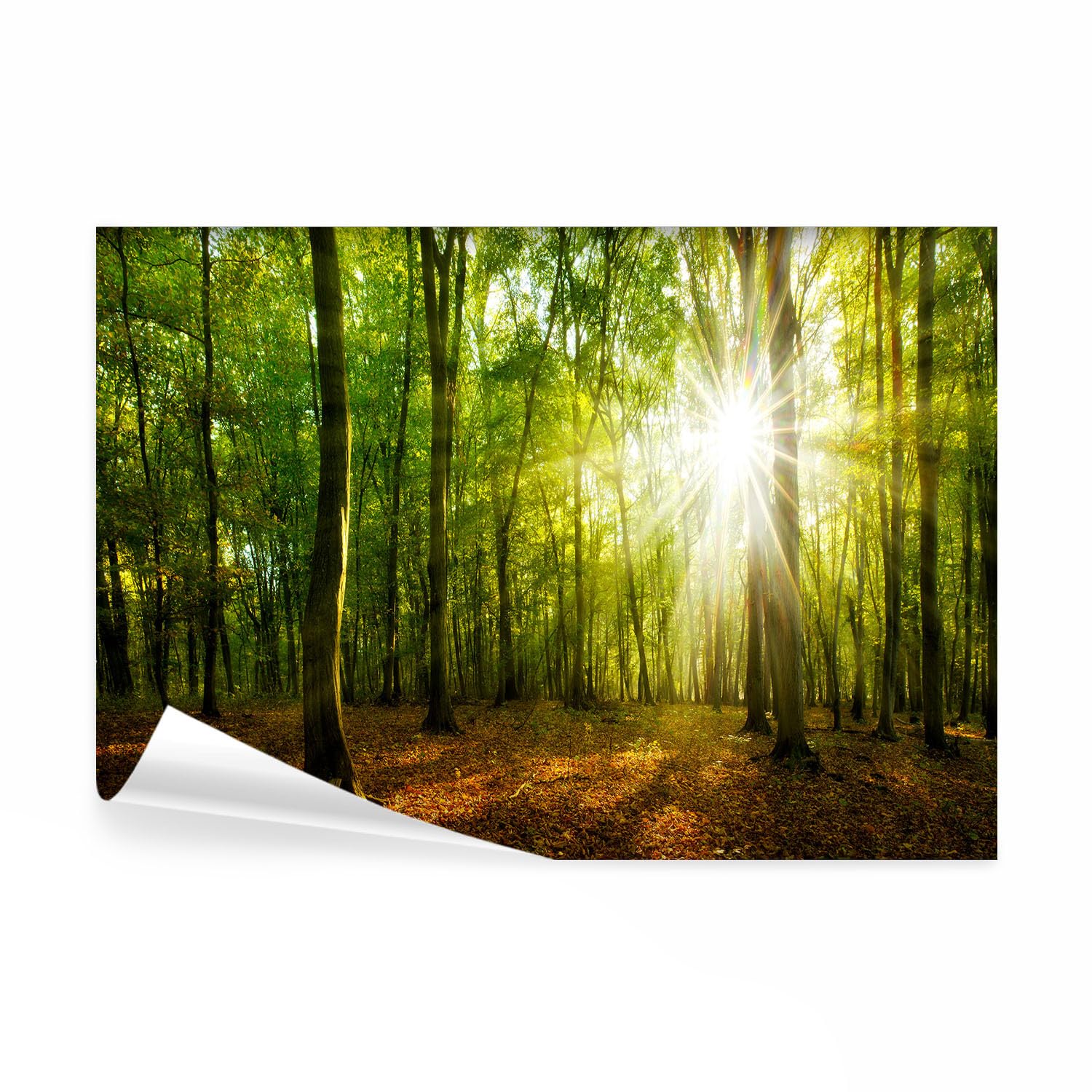 decomonkey Fototapete Wald, 350x256 cm, Baum Natur Landschaft Pflanzen Grün