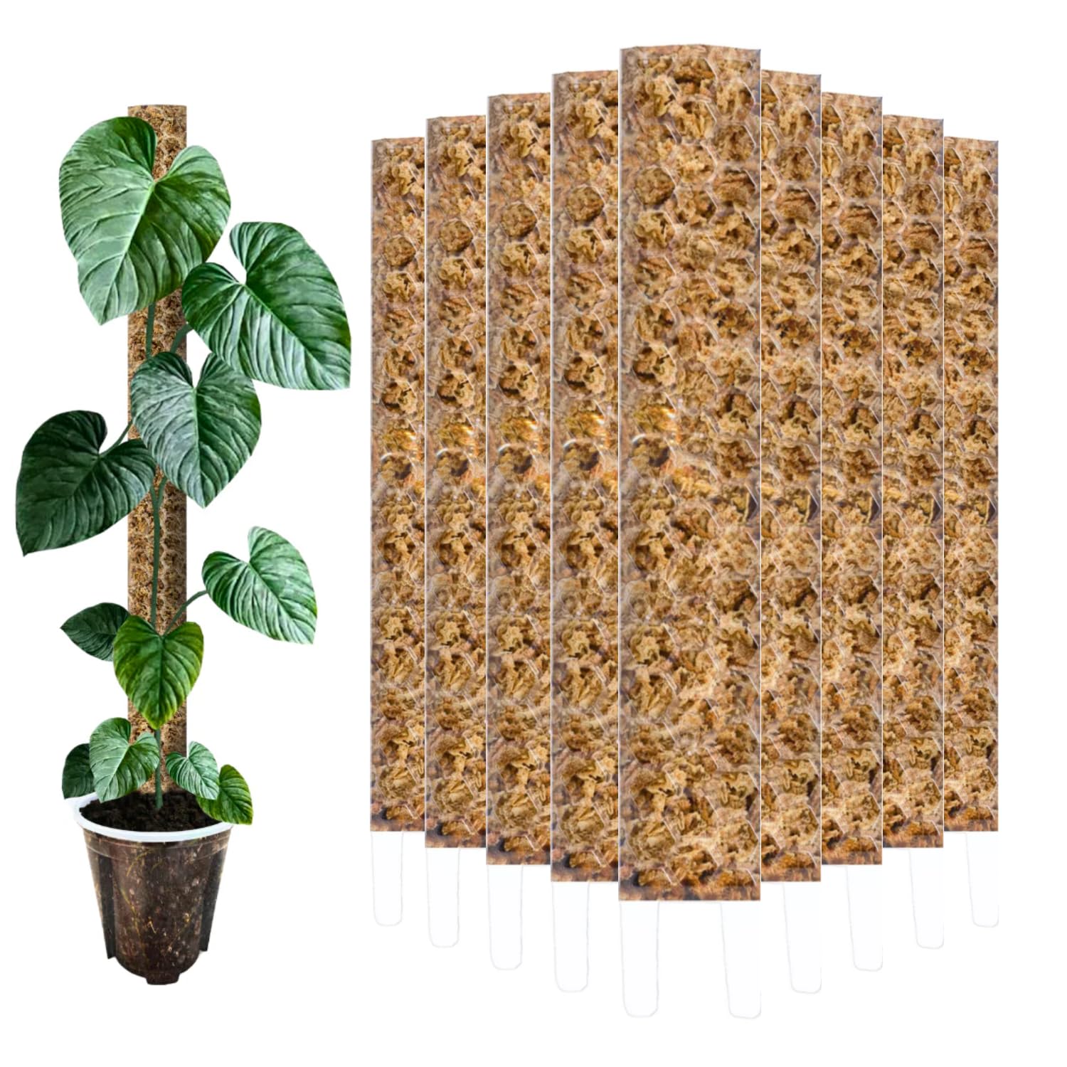 Tuteur Mousse 35 cm (M) – 10 pièces, Transparent, PlantScraper Moss Pole Extensible pour Monstera et Plantes grimpantes, tuteur pour Plantes d’intérieur