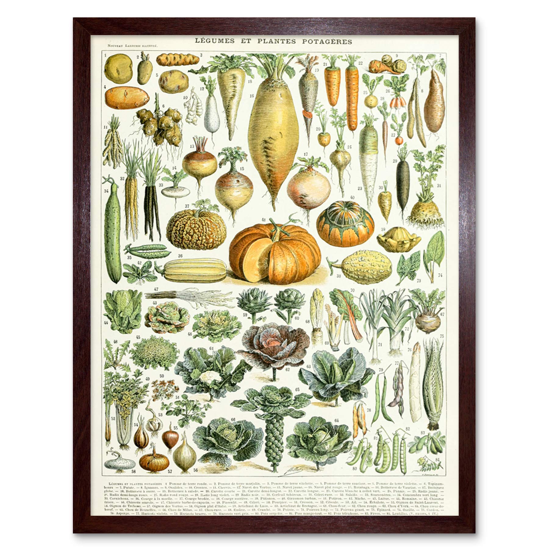Artery8 Millot Encyclopedia Page Molluscs Shells Art Print Framed Poster Wall Decor 12x16 inch — view 68
