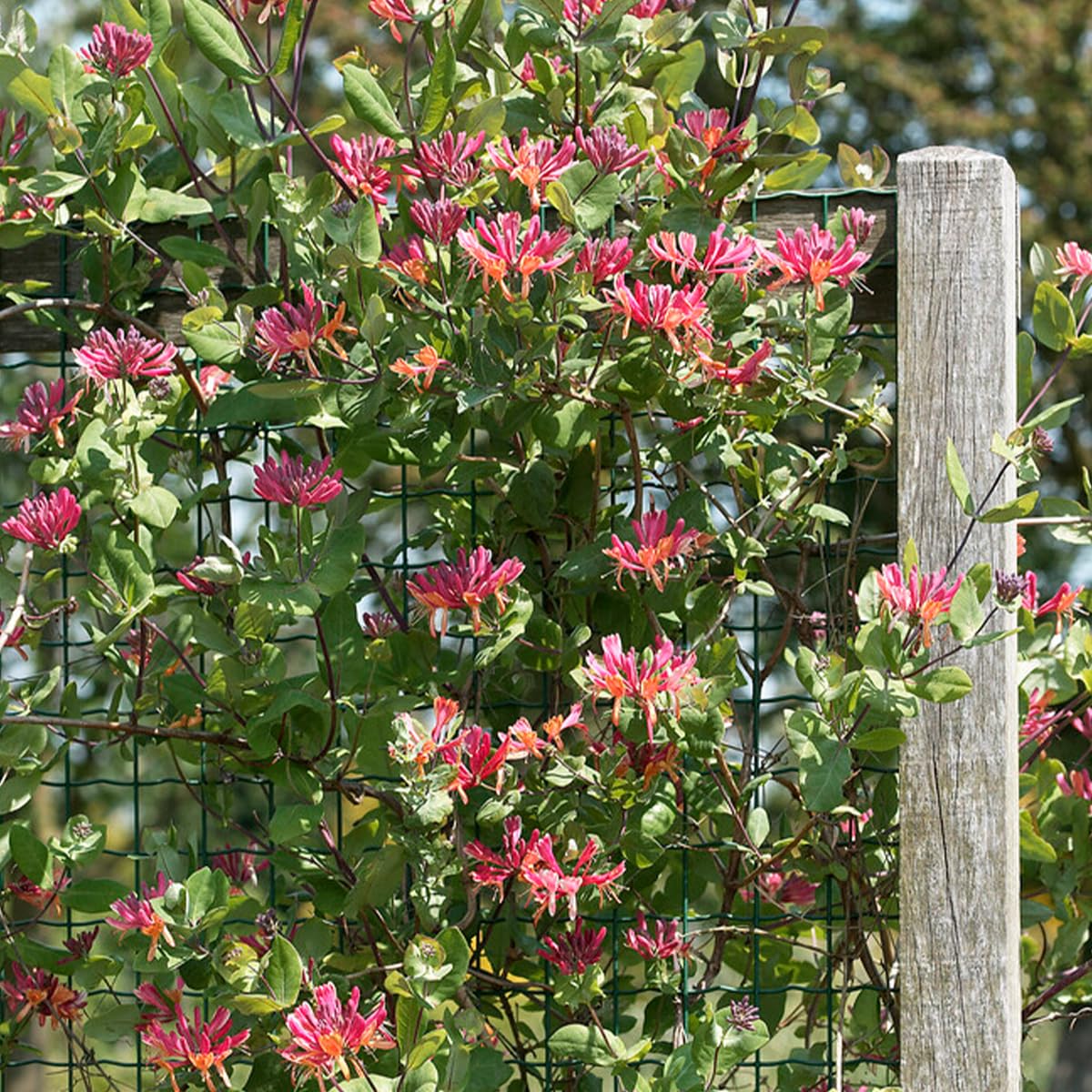 Bloomique - Lot de 2 - Lonicera Heckrottii Goldflame - Chèvrefeuille - Rouge, Jaune - Plantes grimpantes - Plantes de jardin - Rustiques - Pot 15cm - Hauteur 70-80 cm