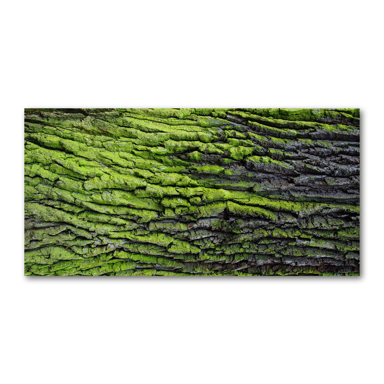 Image tableau photo décorative panoramique fleurs vertes Tulup 120x60