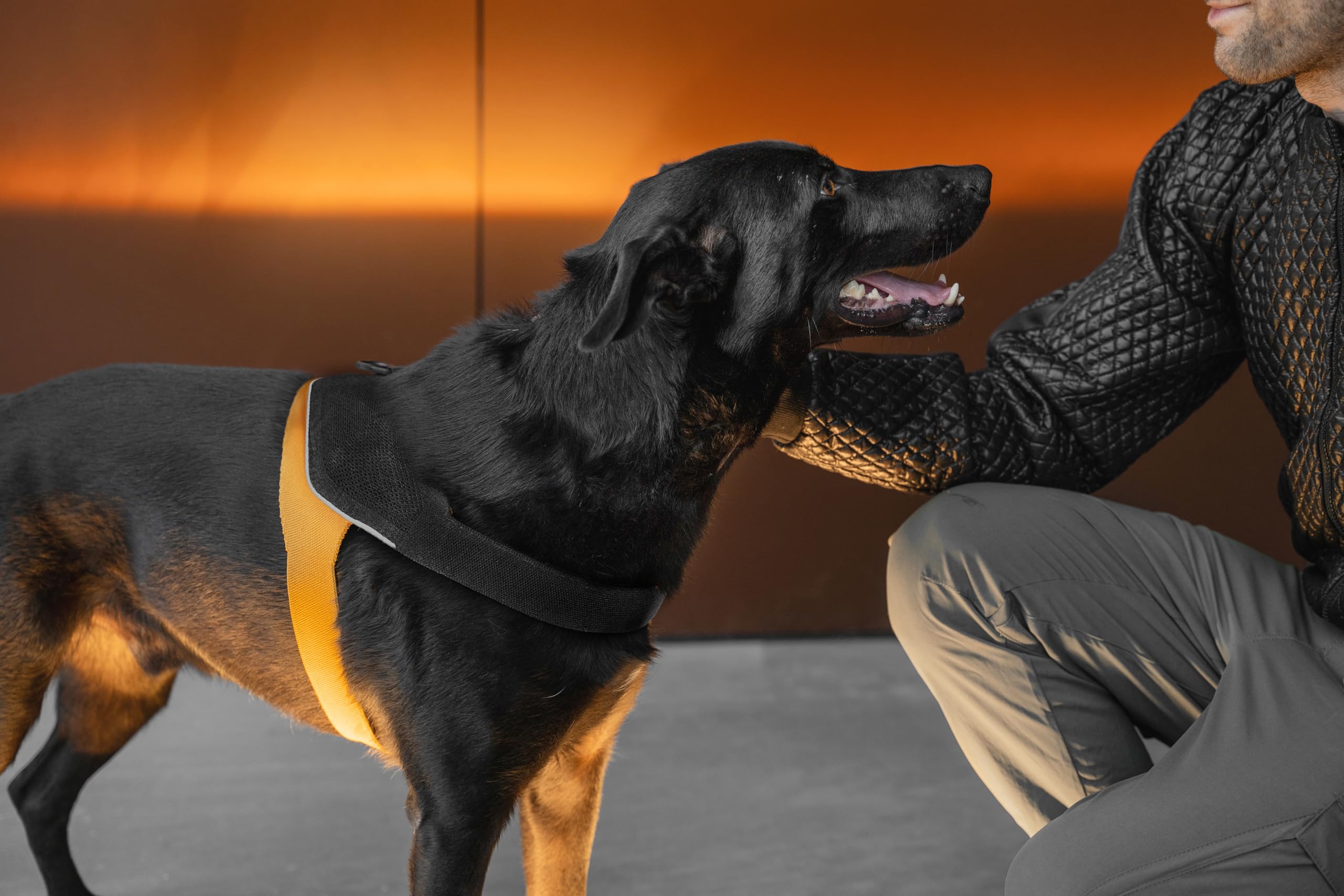JK9 KnitFit Knitted Dog Harness, Size: S, Yellow-Black - Image 4