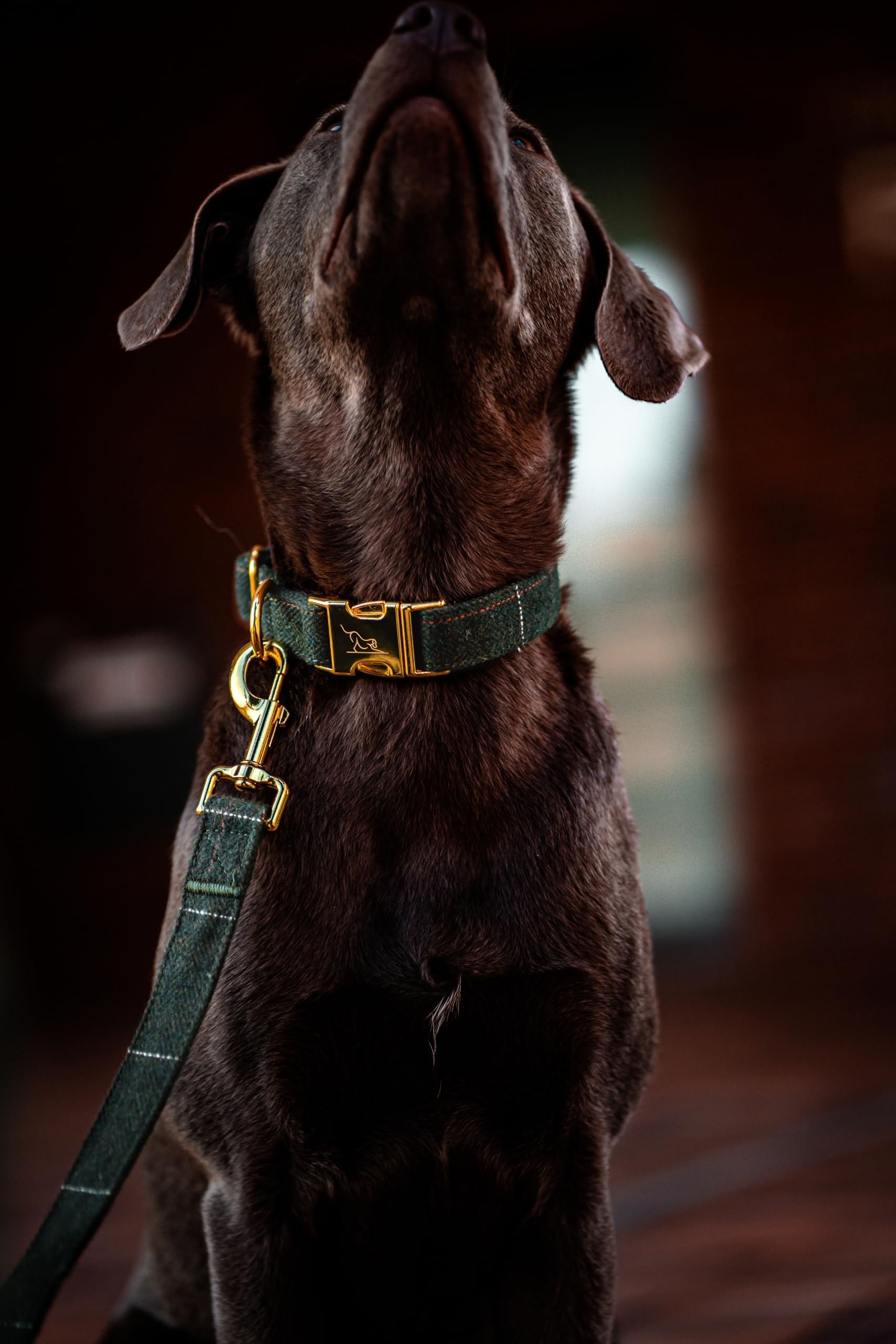 Collar para perro Oxford (Tweed Verde) con correa, M/L 39-59 cm | Dispensador de bolsas de excrementos incluido, herrajes dorados para perros medianos y grandes, labrador, pastor alemán