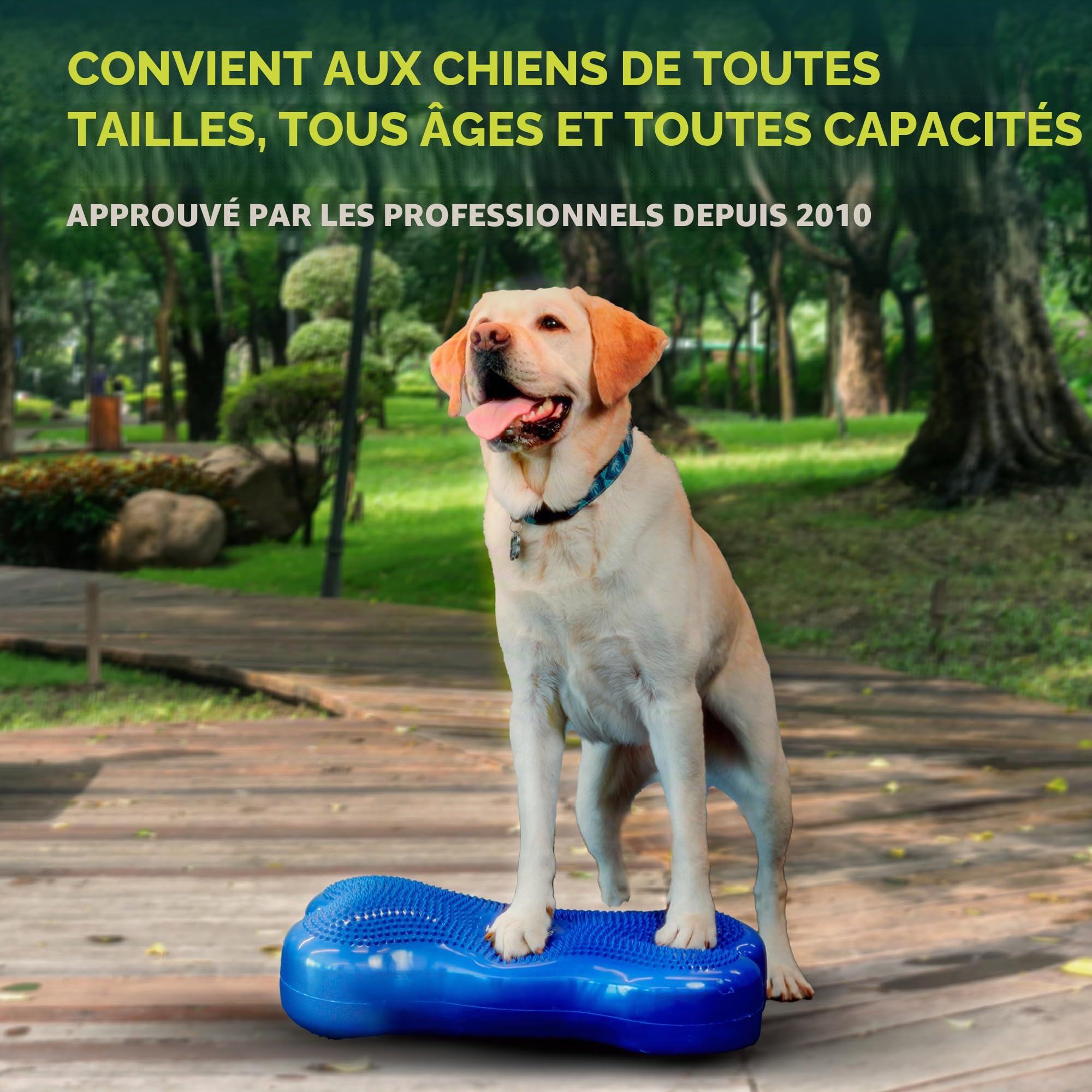 Ball Dynamics Int. LLC K9FITbone Disque d'Equilibre en Forme d'OS pour Chien Bleu Ciel 58 x 29 x 10 cm