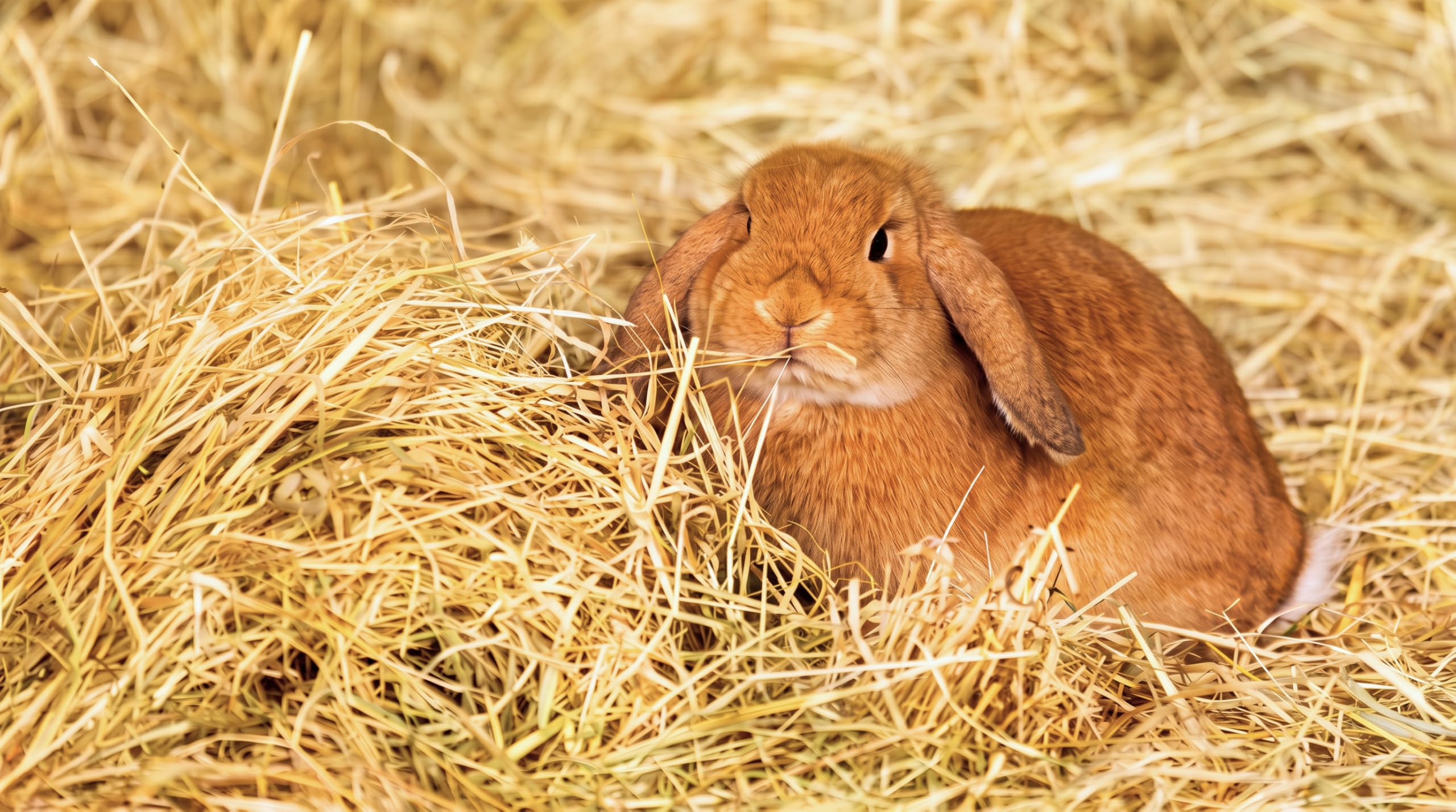 2 Strohballen 15  kg aus Gerstenstroh – für Kaninchen, Meerschweinchen, Pferde | Premiumqualität | Ernte 2026