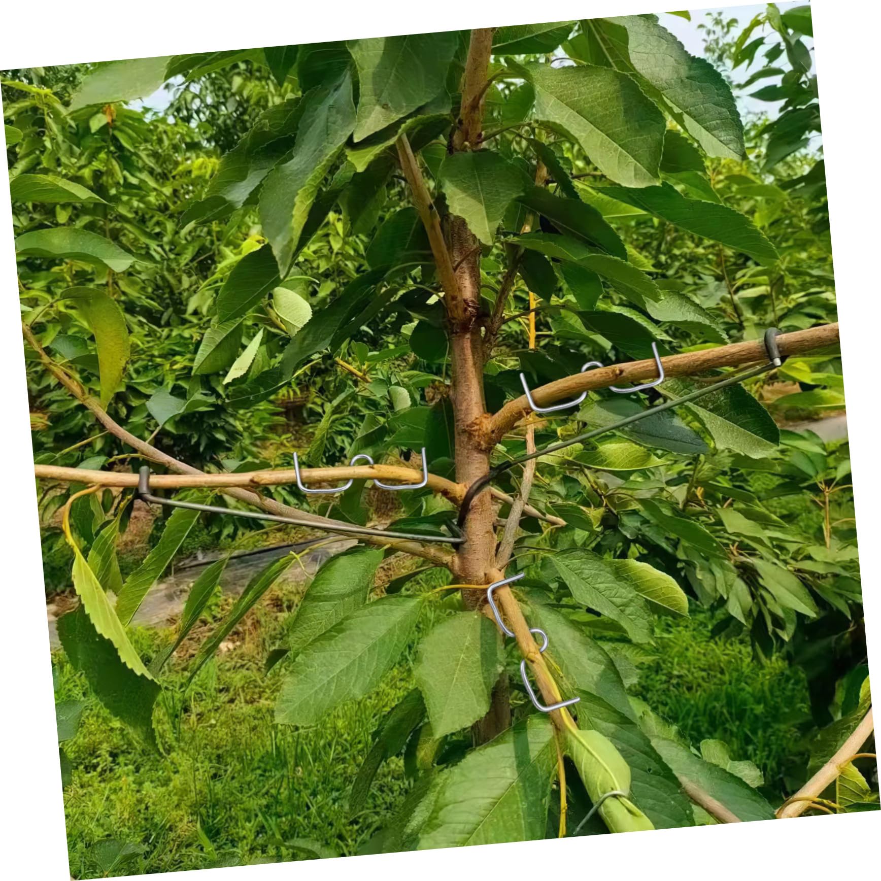 Abaodam Zweig Abzieher Pflanzenzweigspreizer Gartenzweigklemmen Obstbaum Zweigformwerkzeug 10cm Kaltverzinkter Draht Witterungsbeständig Für Obstbäume Garten Und Bonsai