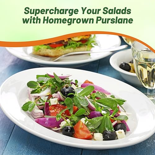 Miniatura 6 de Outsidepride Portulaca Oleracea Sativa Purslane - Planta de jardín de hierbas suculentas con hojas de jugo agridulces 5000 semillas