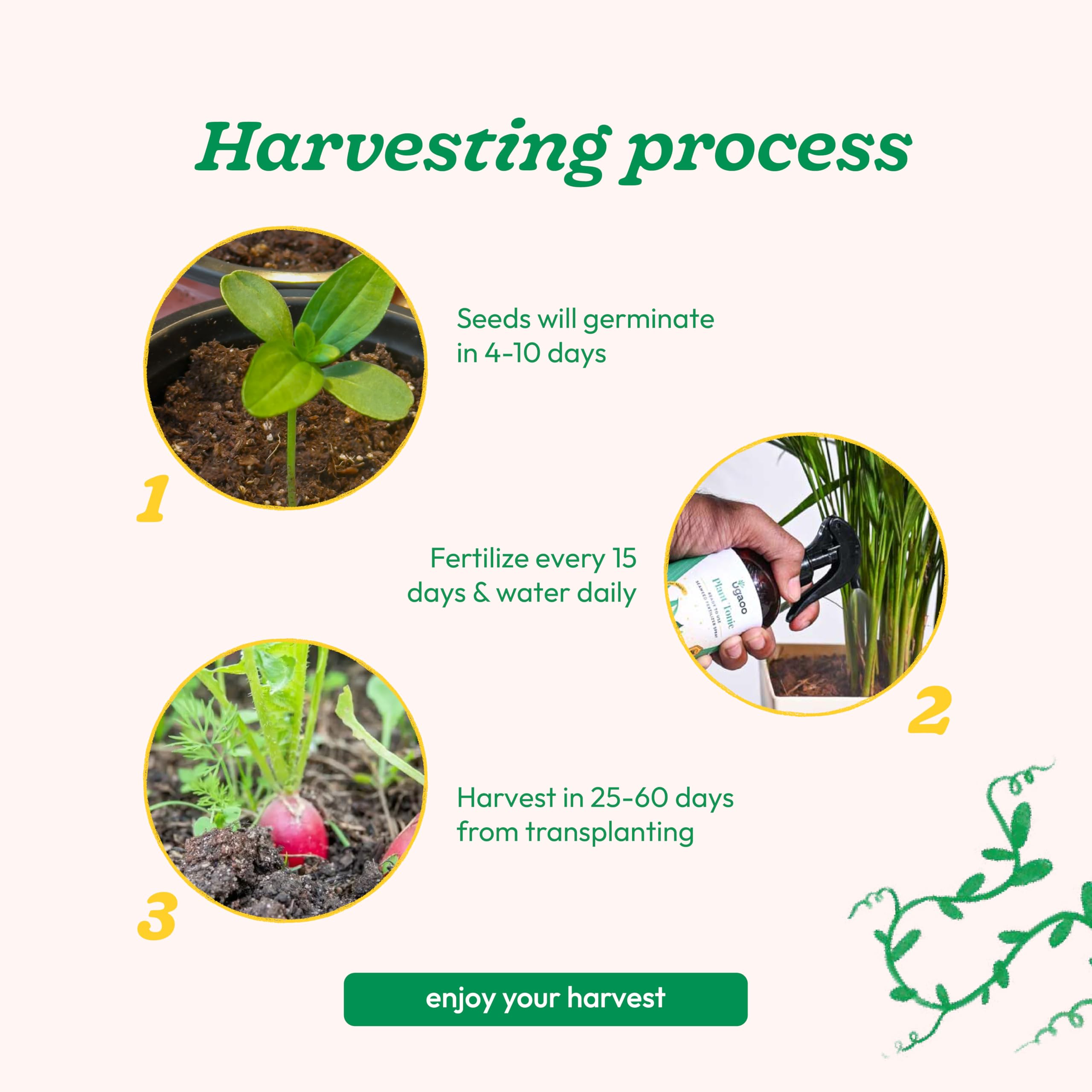Red Radish Seeds - Grow Your Own! -4
