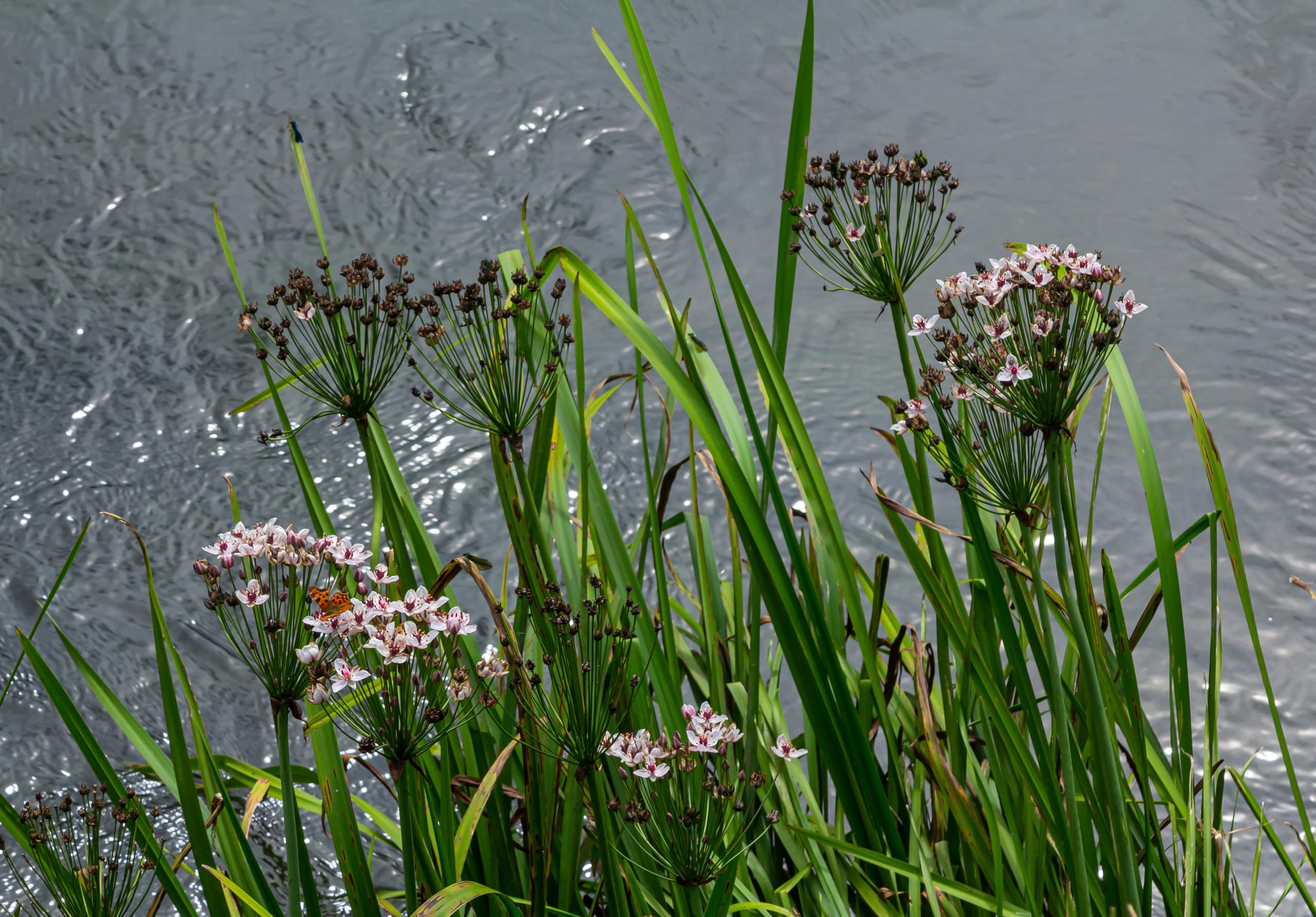 Lincolnshire Pond Plants Ltd - Butomus umbellatus (Flowering Rush) - Marginal Pond Plants - MP011-1 / 1Ltr