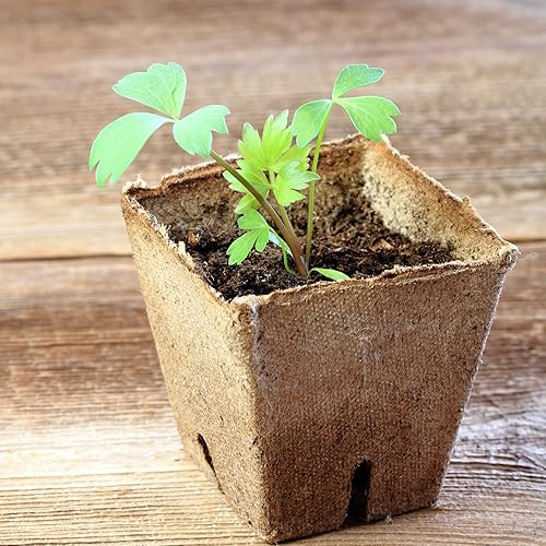 Miniatura 5 de Seed Needs Lovage - Semillas de hierbas para plantar Levisticum officinale Paquete individual de 500 semillas cada una reliquia sin OMG y sin tratar