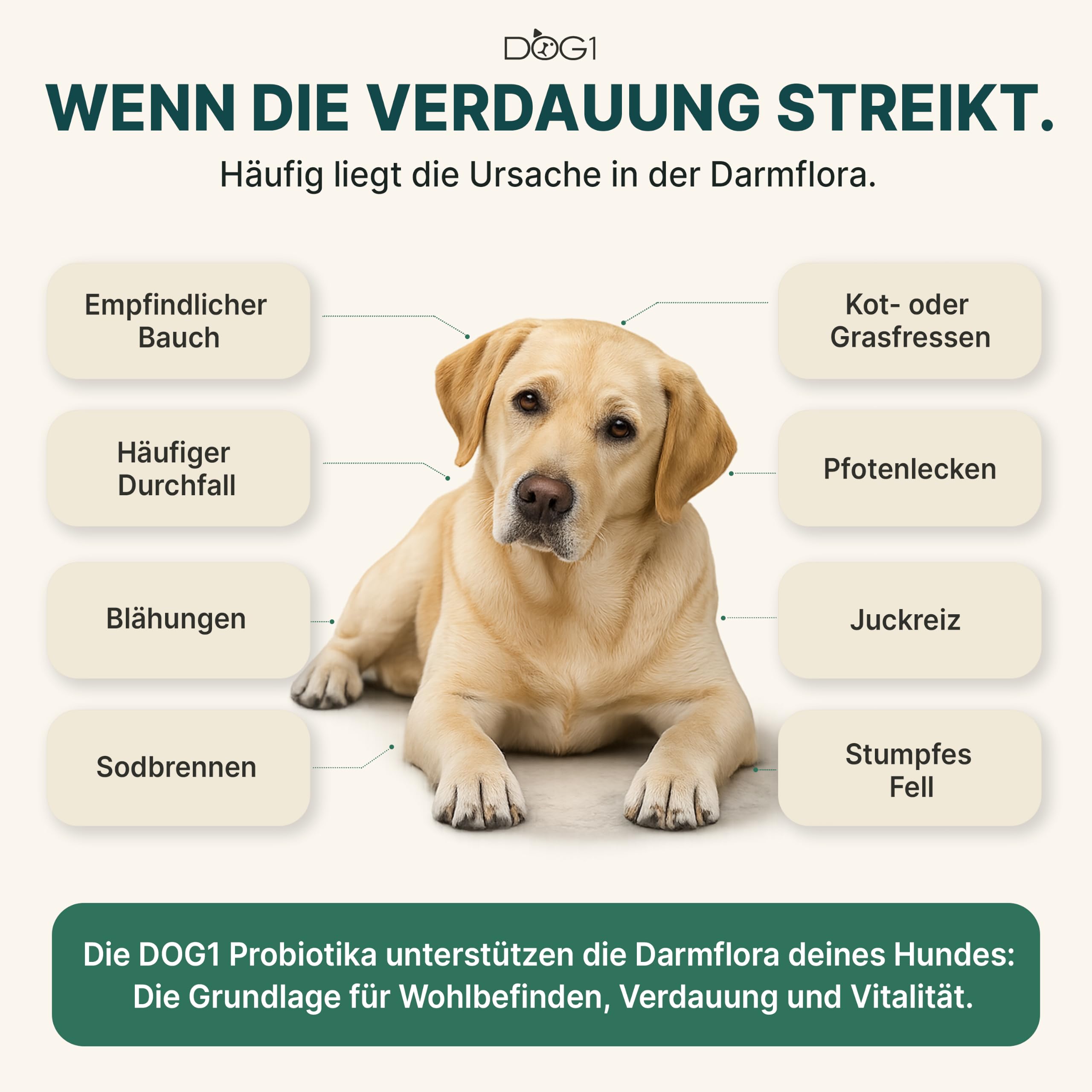 DOG1 Probiotika Pulver für Hunde – Made IN Germany - Unterstützt Darmflora & Verdauung - Probiotika Hund bei Durchfall - Präbiotika & Darmkur Pulver – Von Tierärzten entwickelt - 100g
