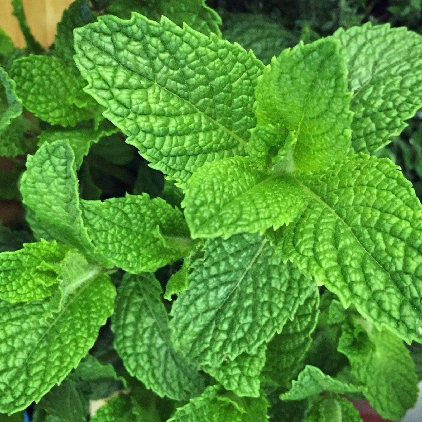 Carbeth Plants 3 x Mint Garden Mint Herb Plant for Kitchen & Garden