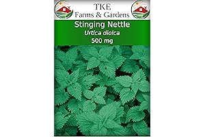 Stinging Nettle Seeds: Cultivate Your Own Healing Herb